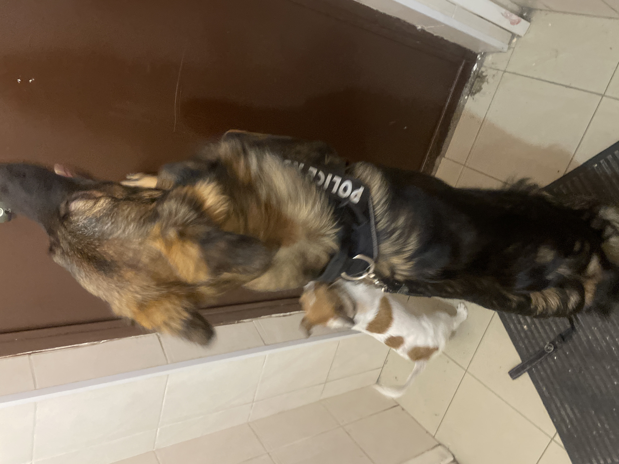 Police K9 and companion dog navigate an apartment complex