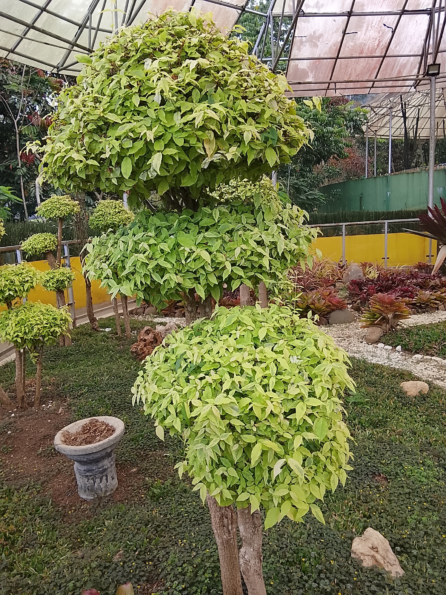 Morning tour through Baturaden Botanical Garden's diverse plant collection
