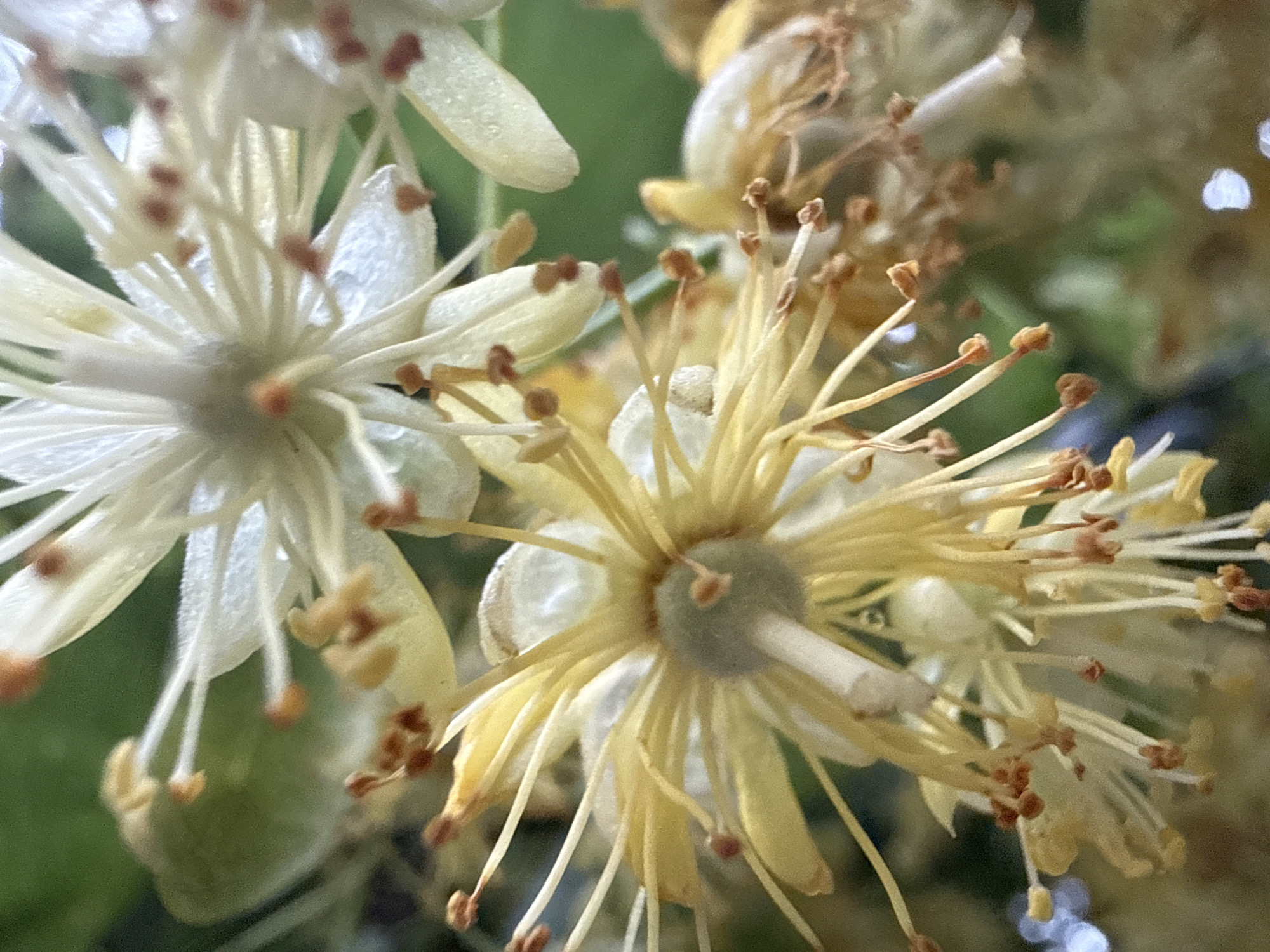 Nature photographer documents flowers, plants during evening walkabout