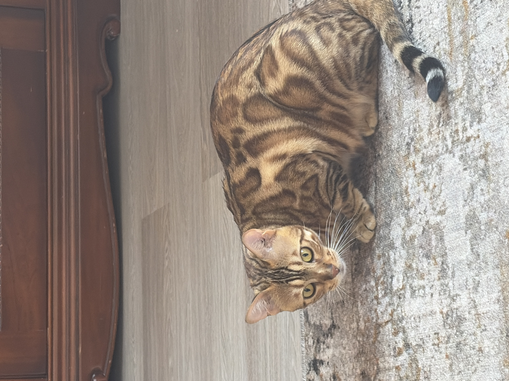 Bengal cat at home, multiple angles on a striking coat