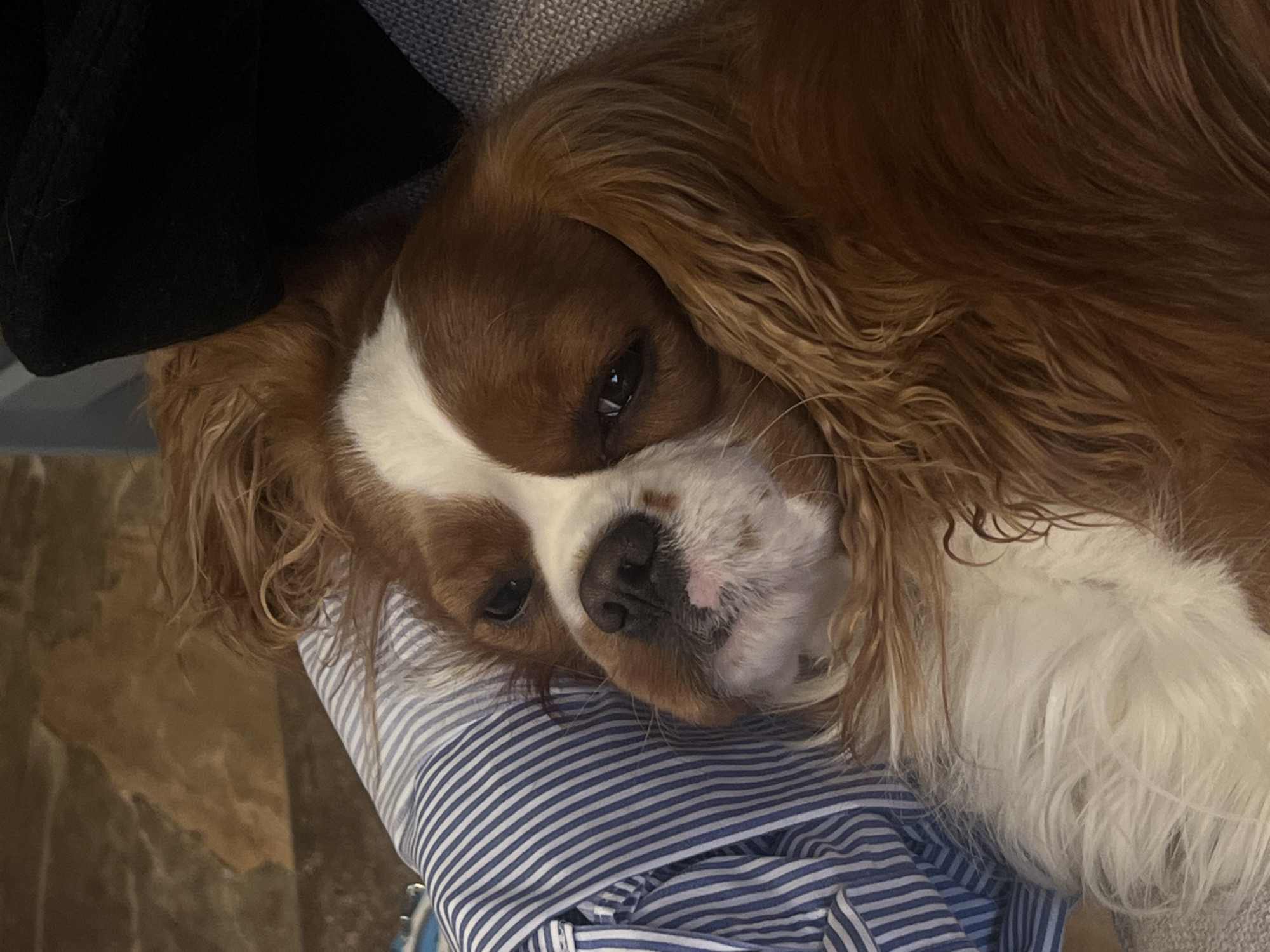 Dog rests on lap in Khimki, Russia