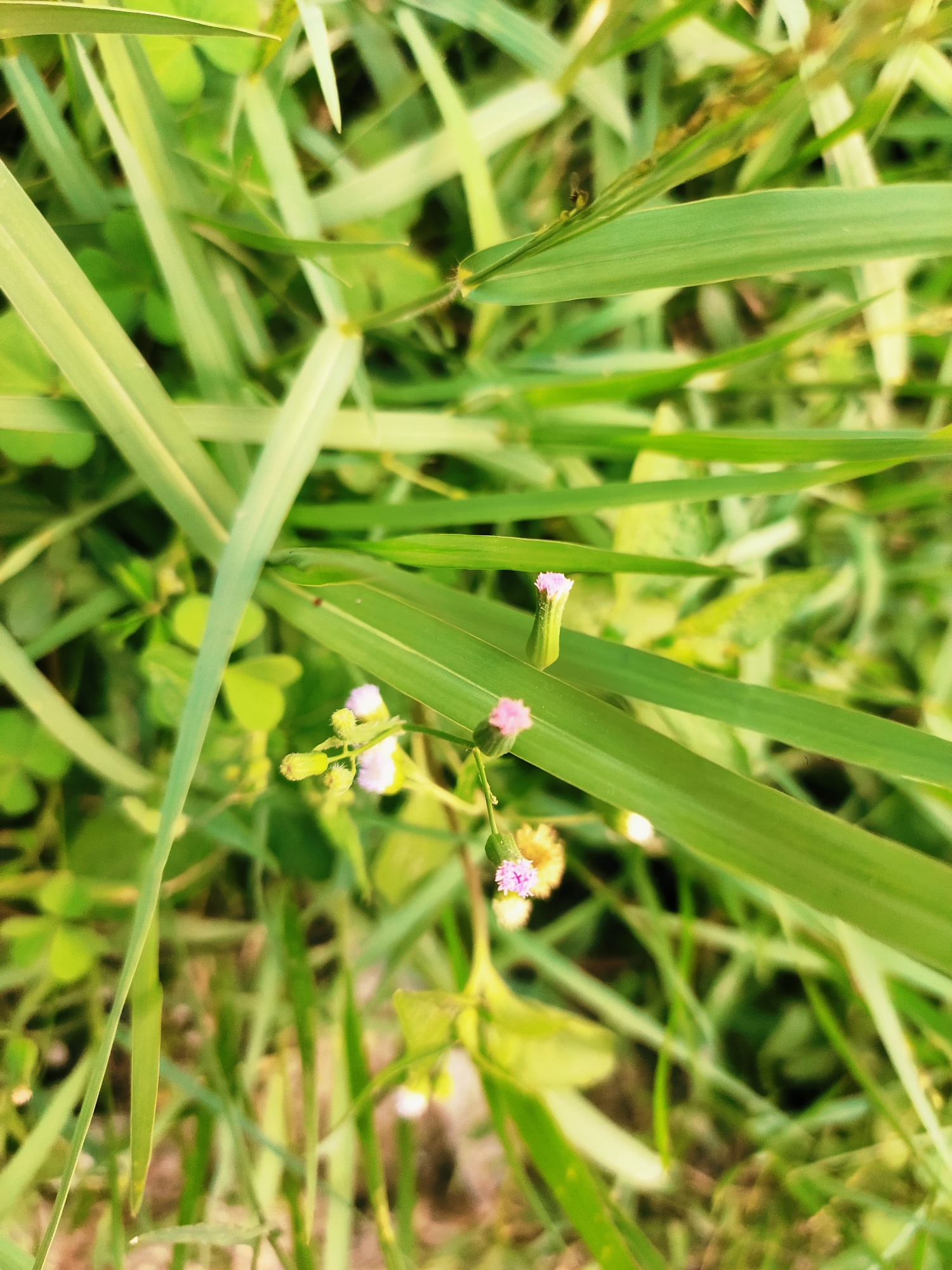 Spring flora documented in Indonesian village gardens