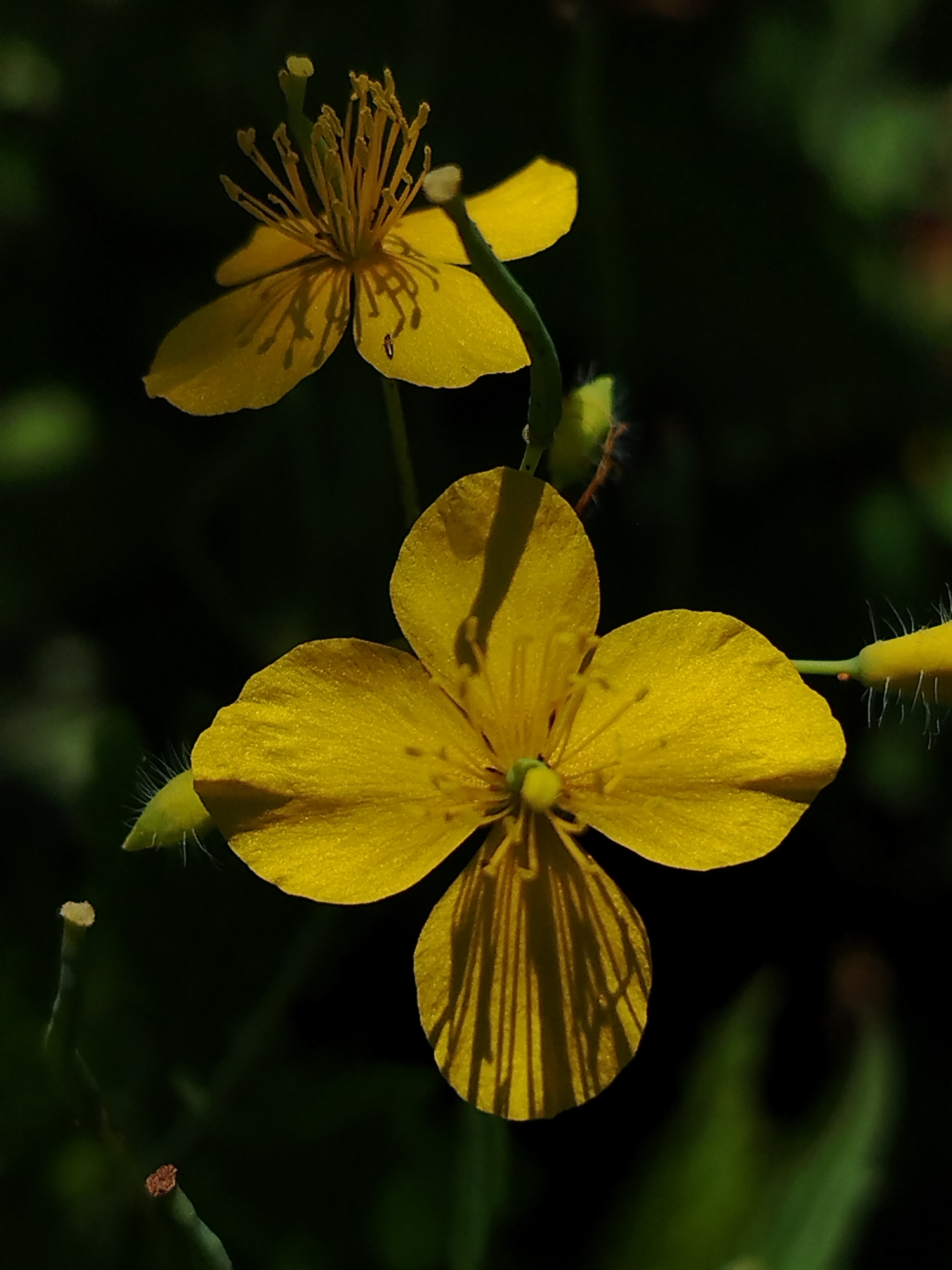 Morning macro shots: garden life, cats, and jewelry