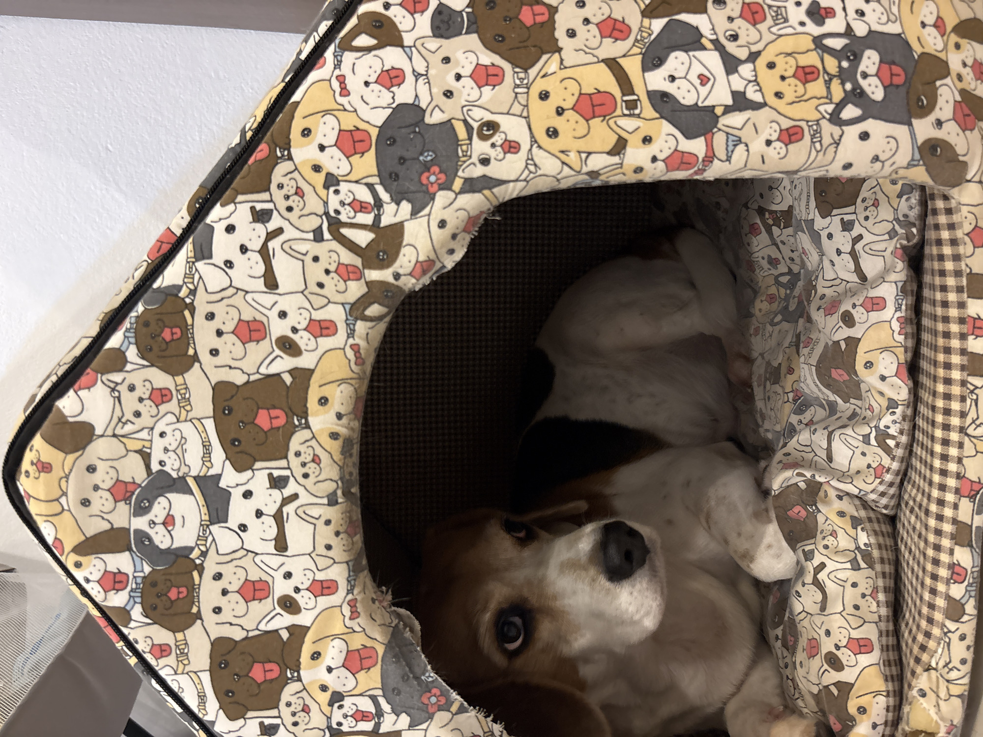 Domestic life moments with beagle, baby documented in Karon