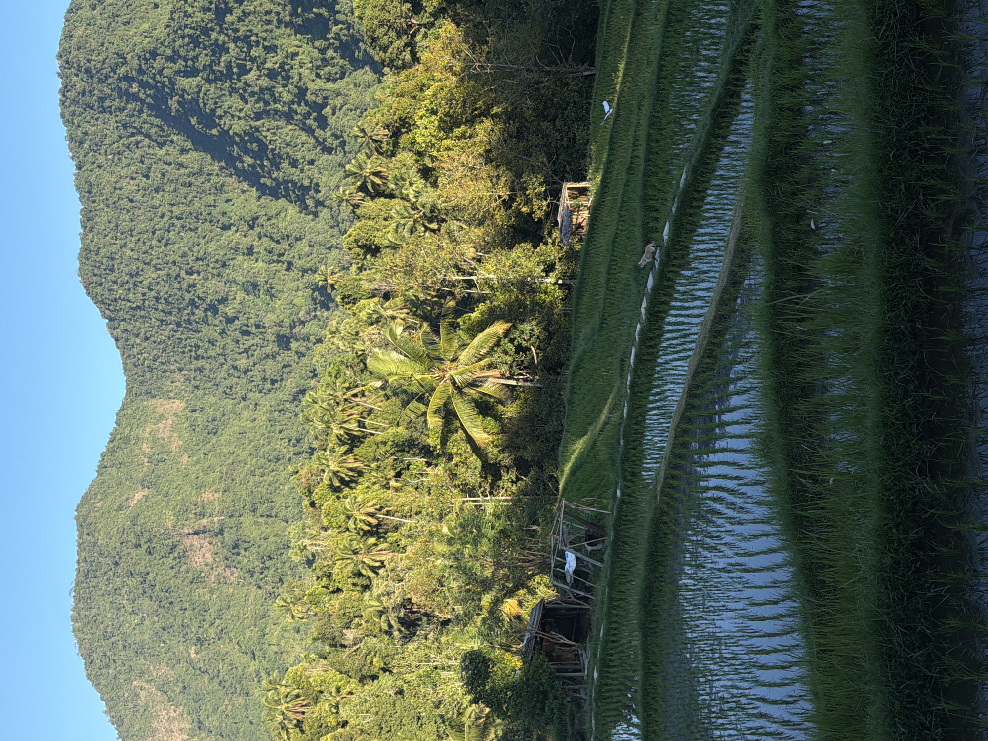 Sawan's terraced rice fields glow in late afternoon light