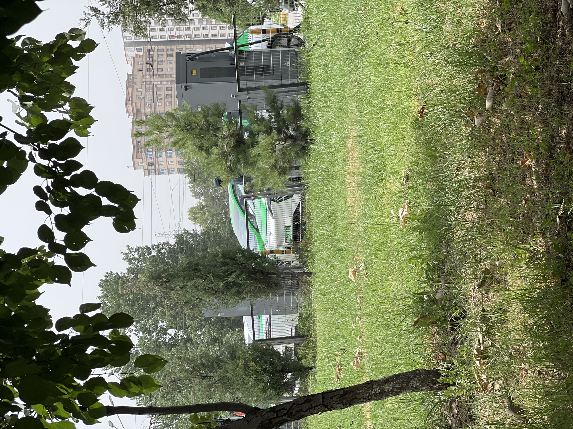 Urban park ground level, trees and a water bottle