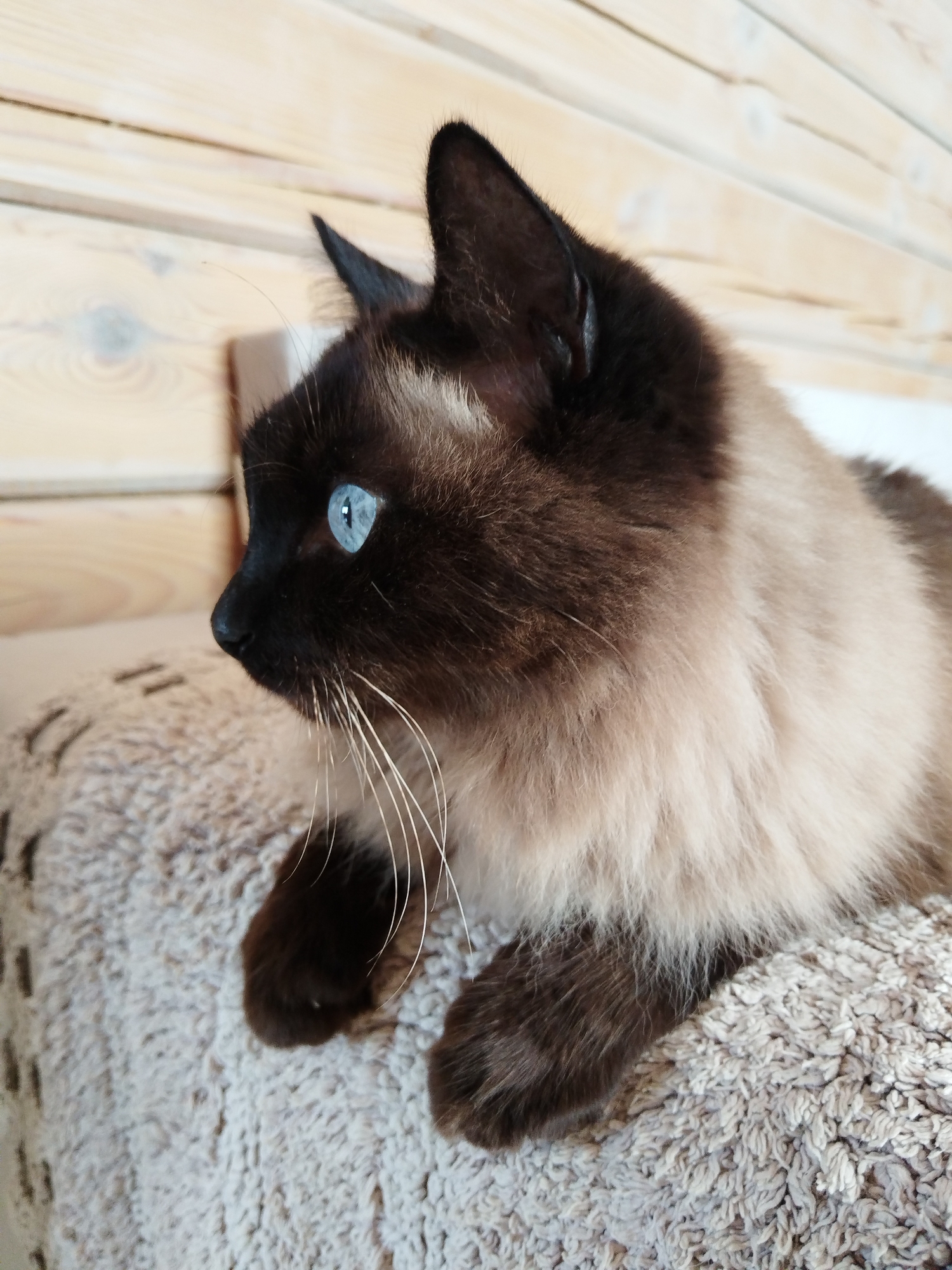 Siamese cat resting on a cushion, Losino-Petrovsky