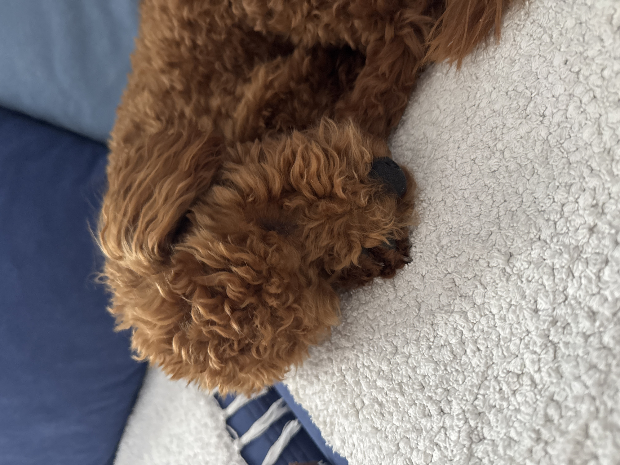 Reddish curly-haired dog napping on a white blanket in Montenegro