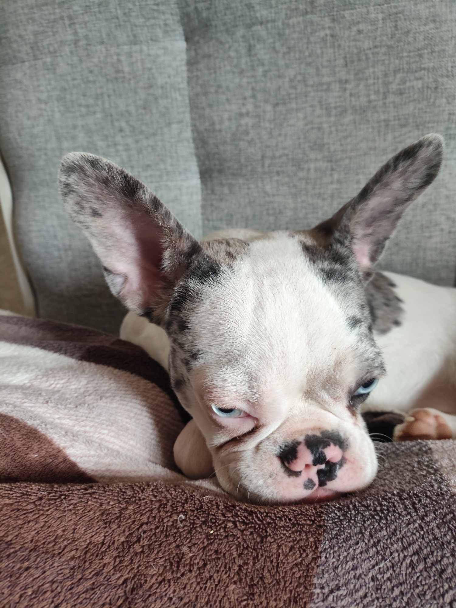 Merle French Bulldog puppy chills on a couch blanket