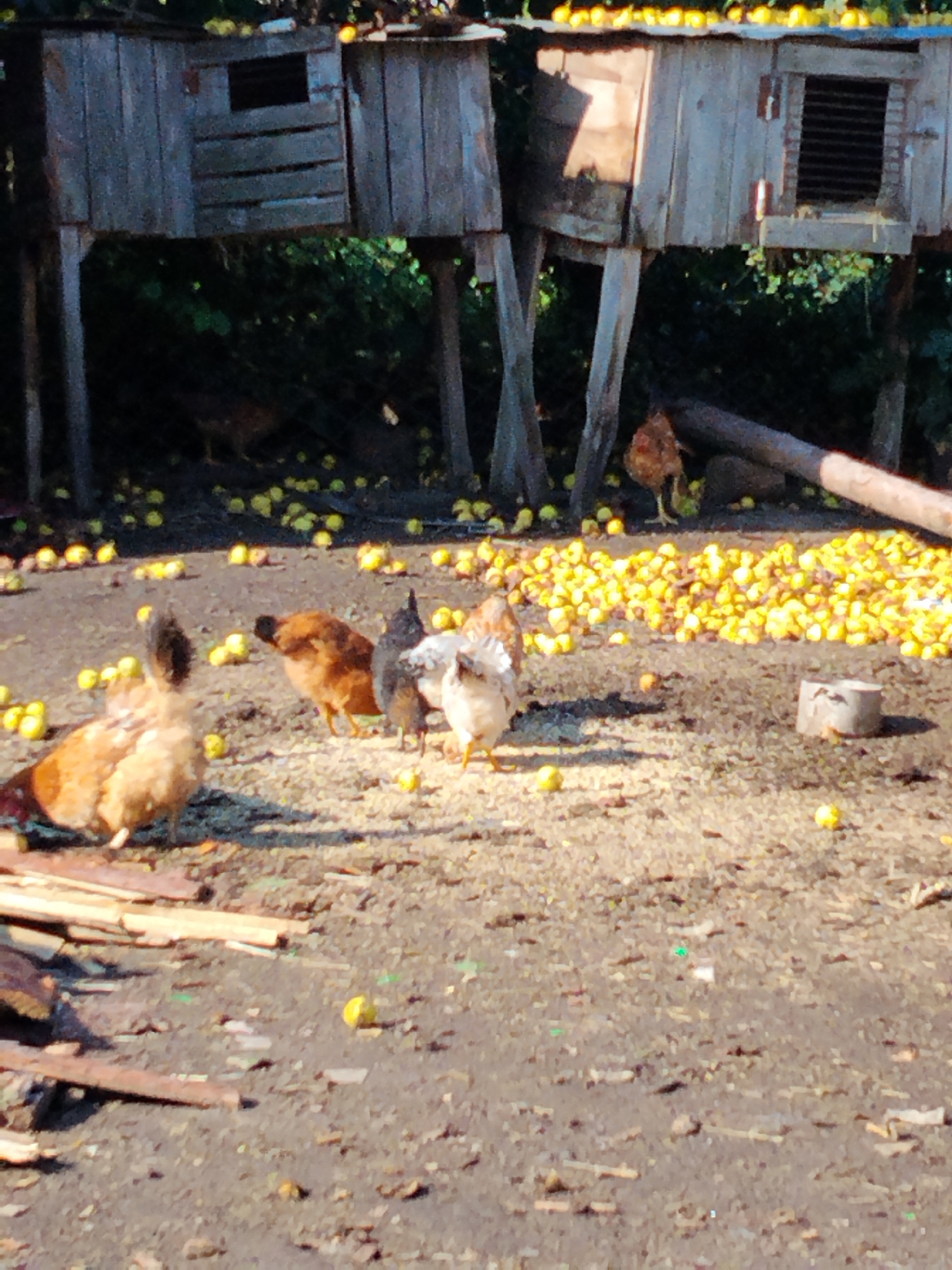 Cats and chickens share a rustic farmyard in Ustyvytsia