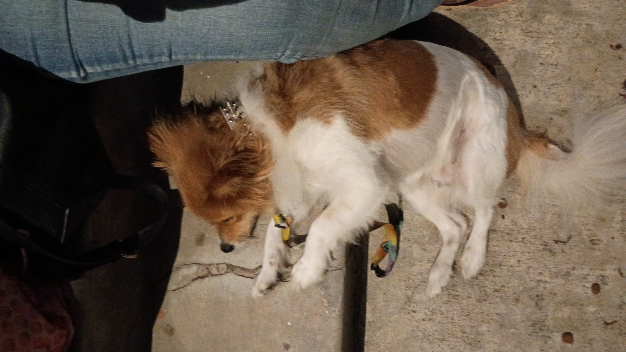 Dog rests and plays on concrete in Monterey Park