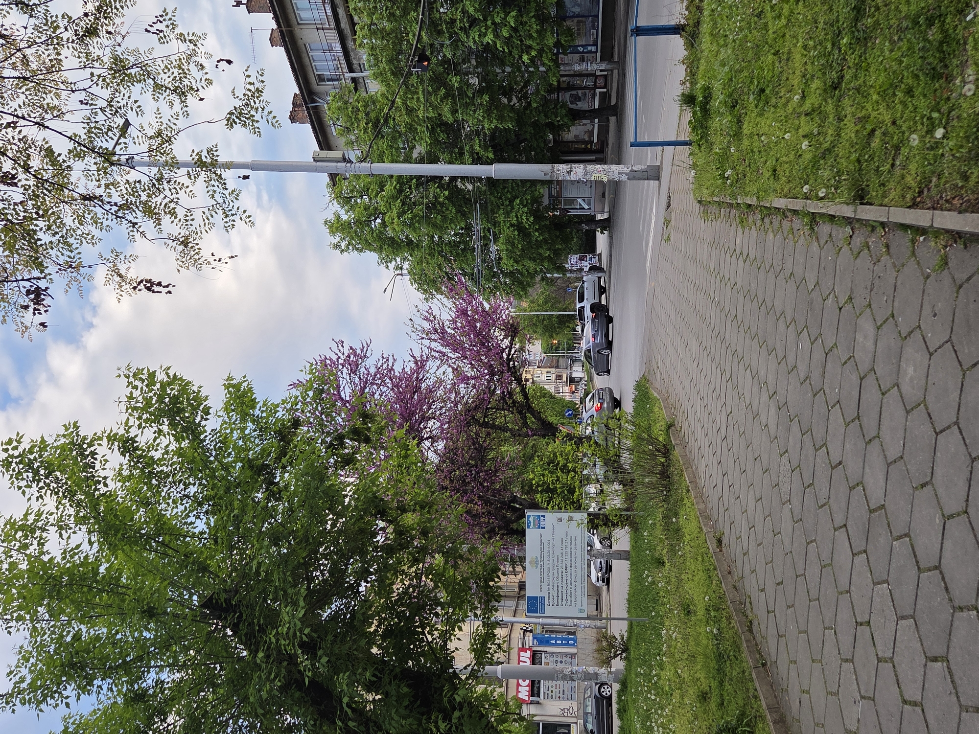 Spring blooms and dog encounters captured in Pleven, Bulgaria