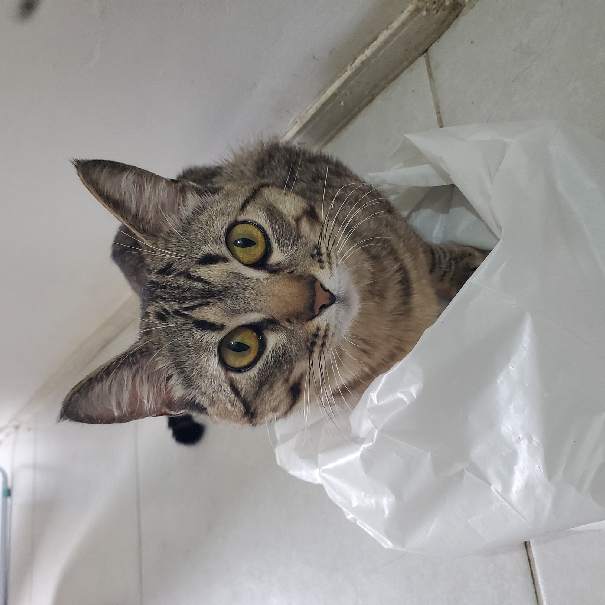 Curitiba resident documents tabby cat's daily activities, garden sunflower