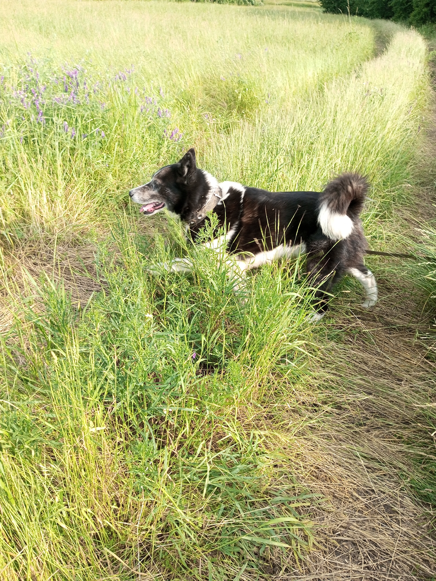 Rural Ukrainian village life documented: dogs, chickens, blooming flowers