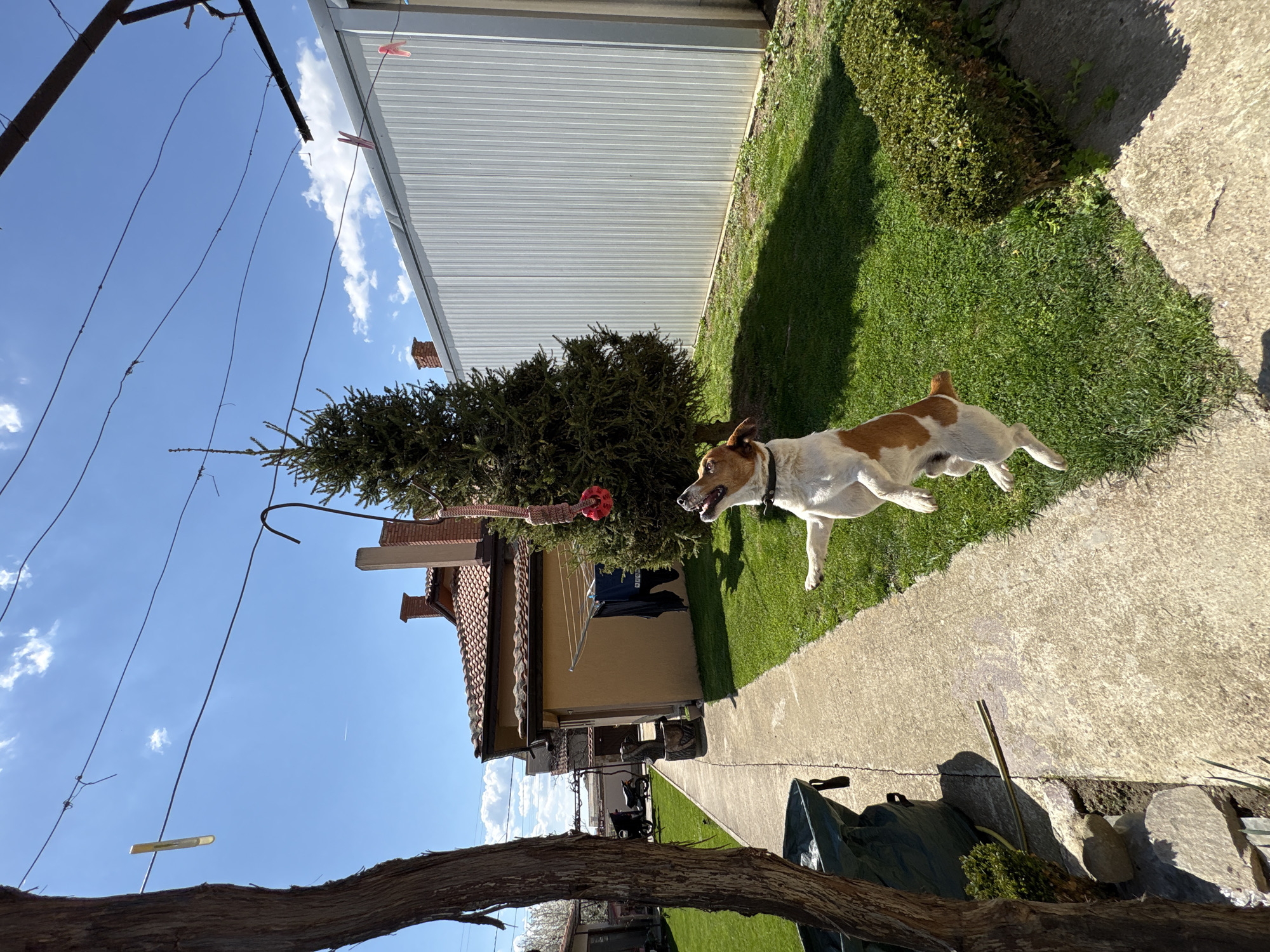 Dog plays with red ball toy in backyard