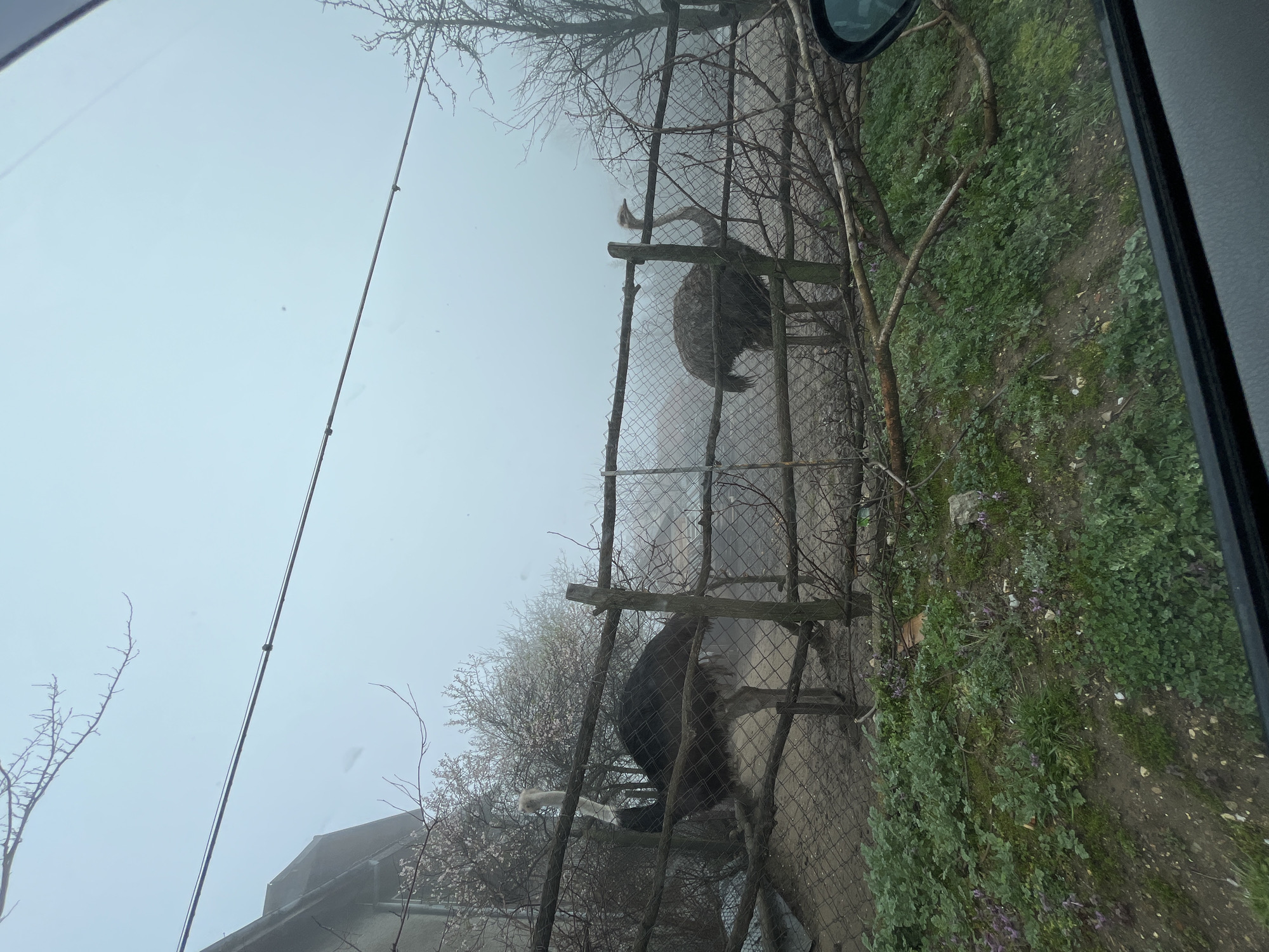 Ostriches spotted in enclosure at Byala facility