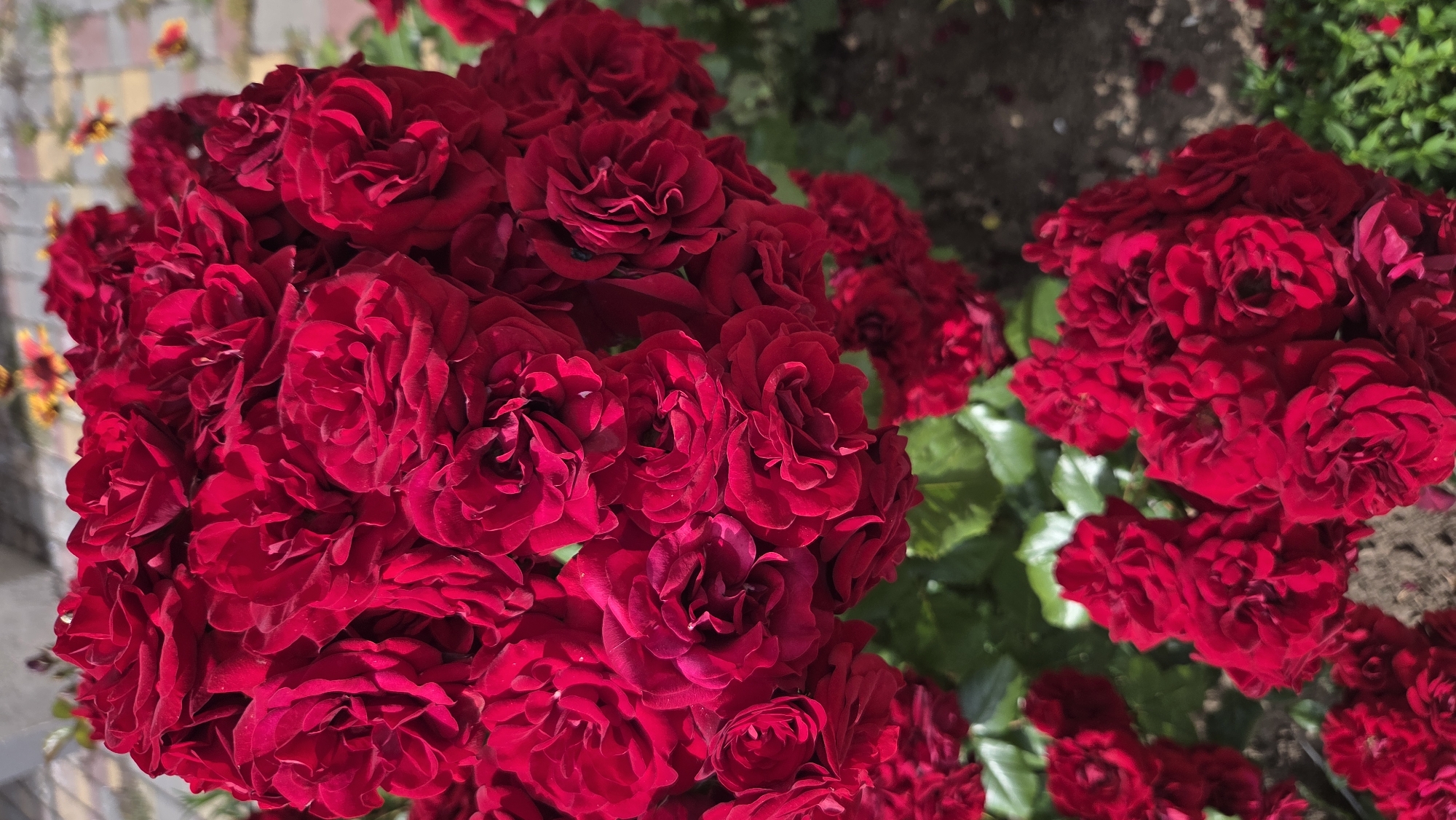 Rose gardens and monuments in Pivdenne park