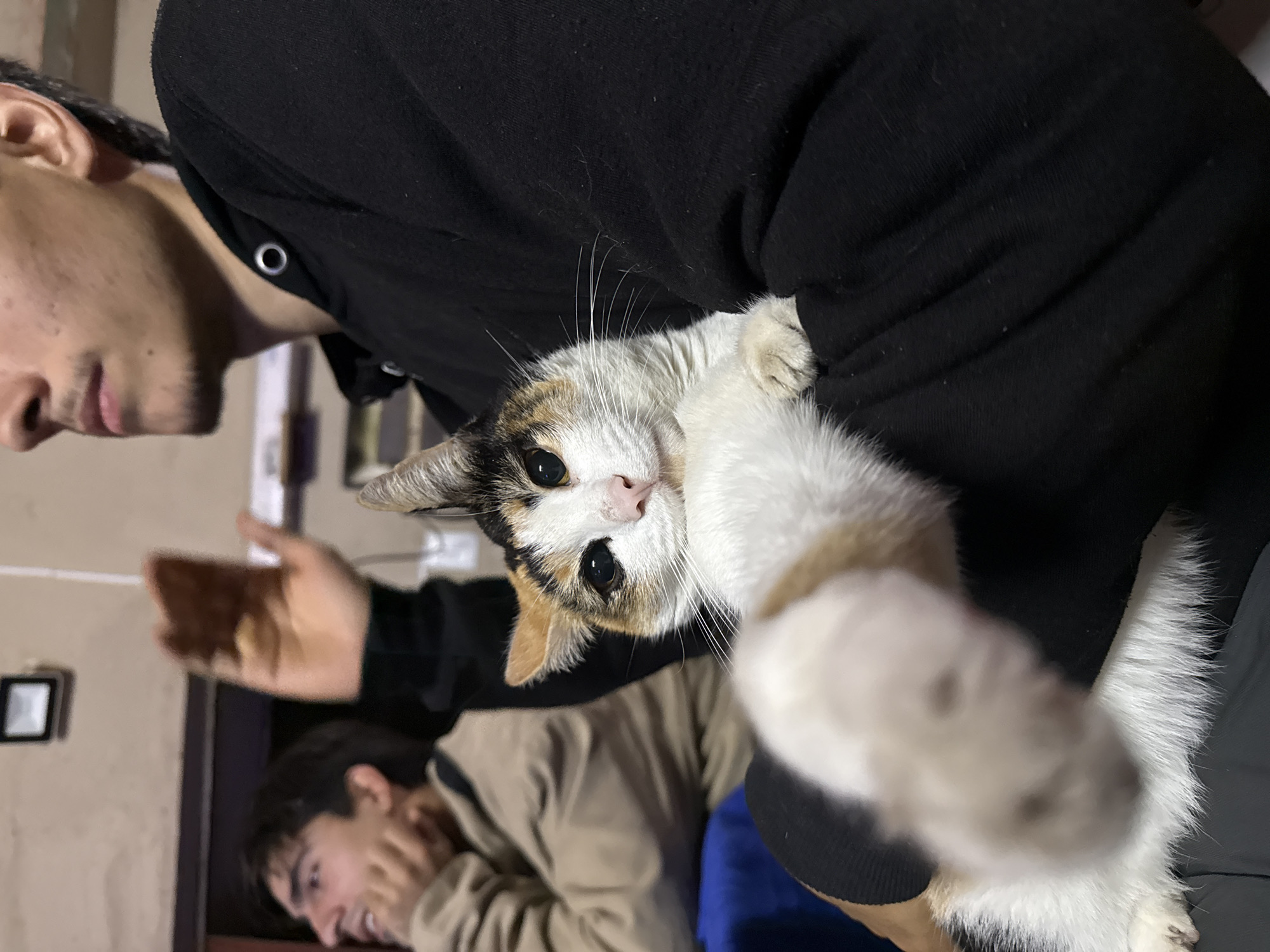 Calico cat photographed indoors in Catamarca, Argentina