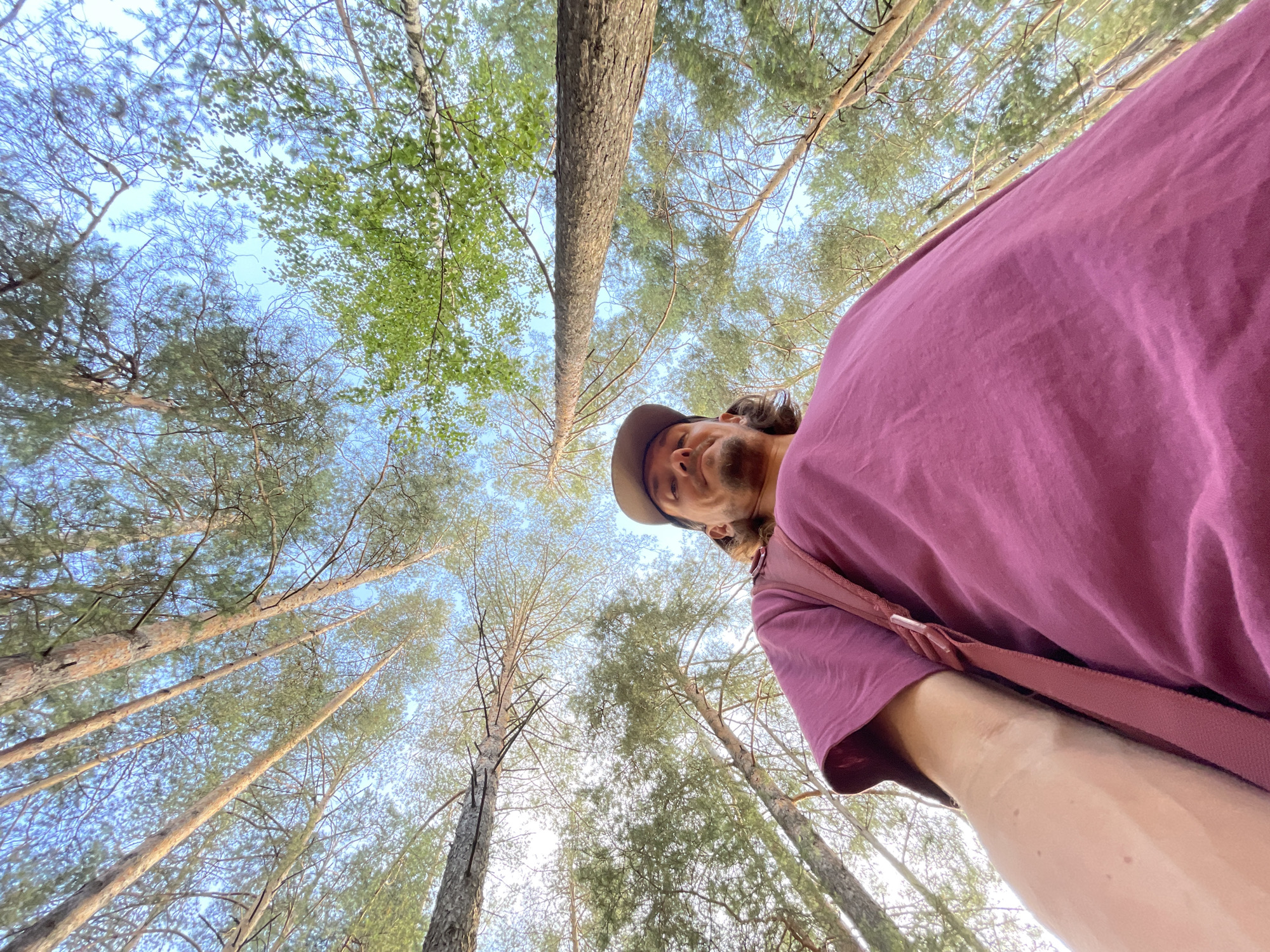 Pine forest exploration from different viewing angles