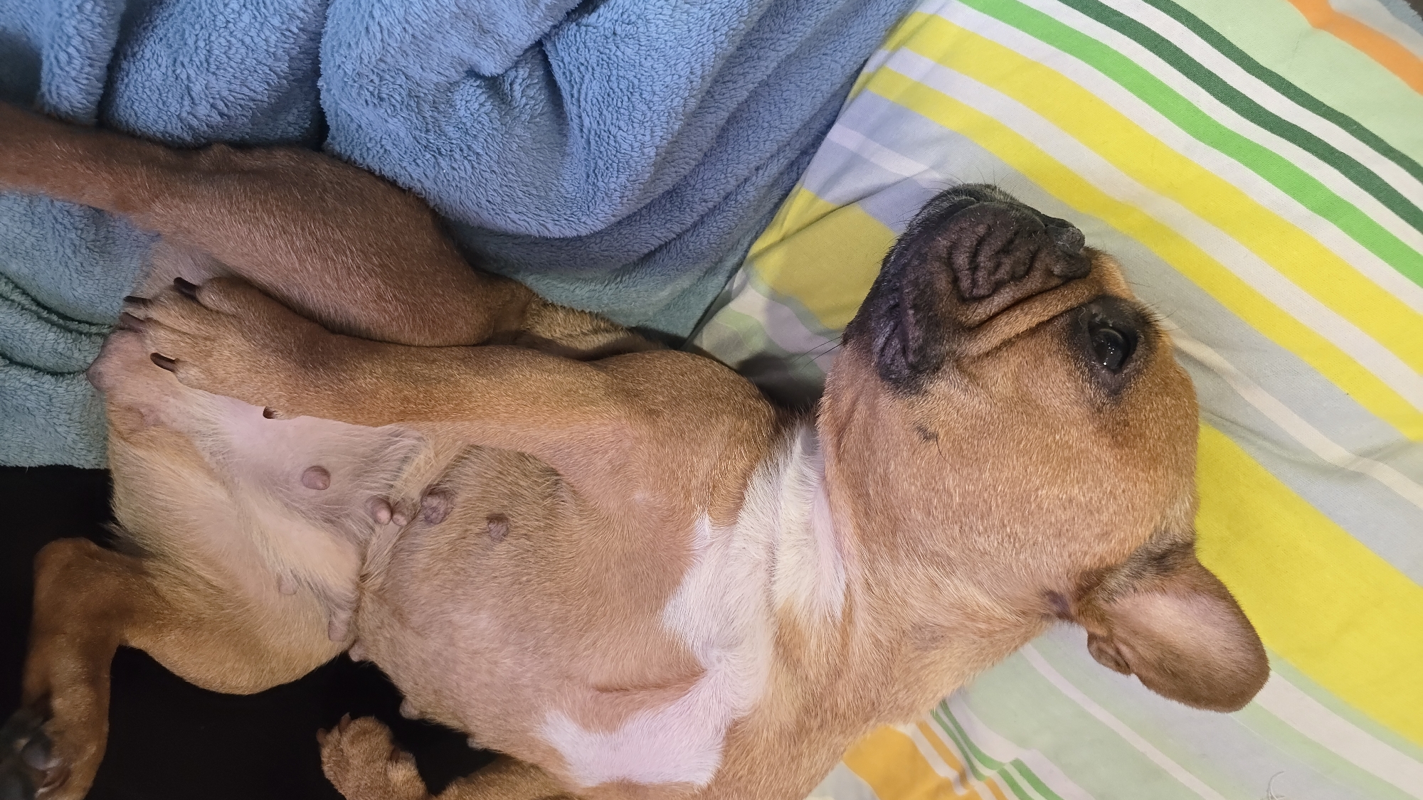 French Bulldog's lazy afternoon in Krasnodar, indoors and out