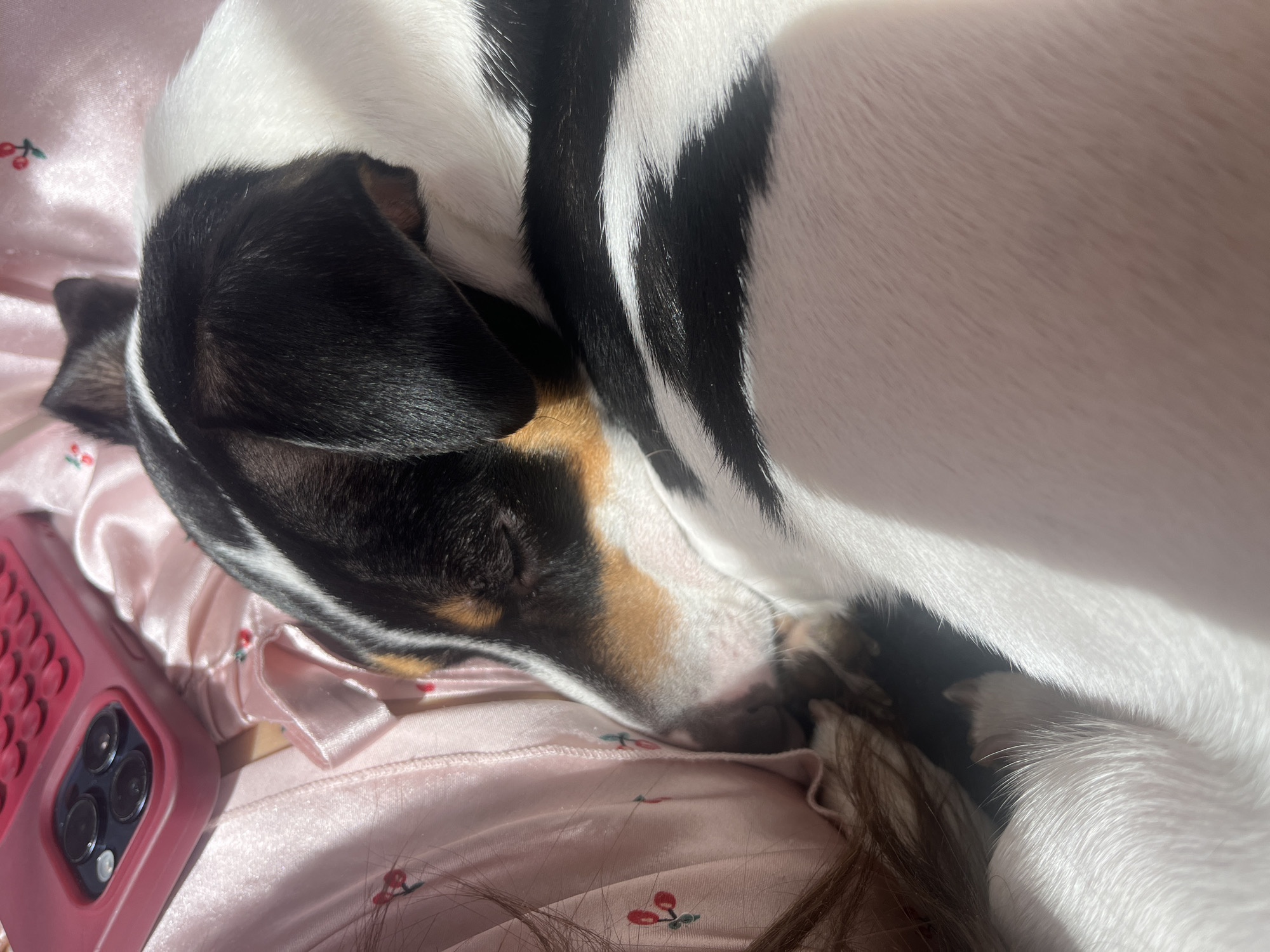 Jack Russell Terrier photographed on cherry-patterned bedding in Varna