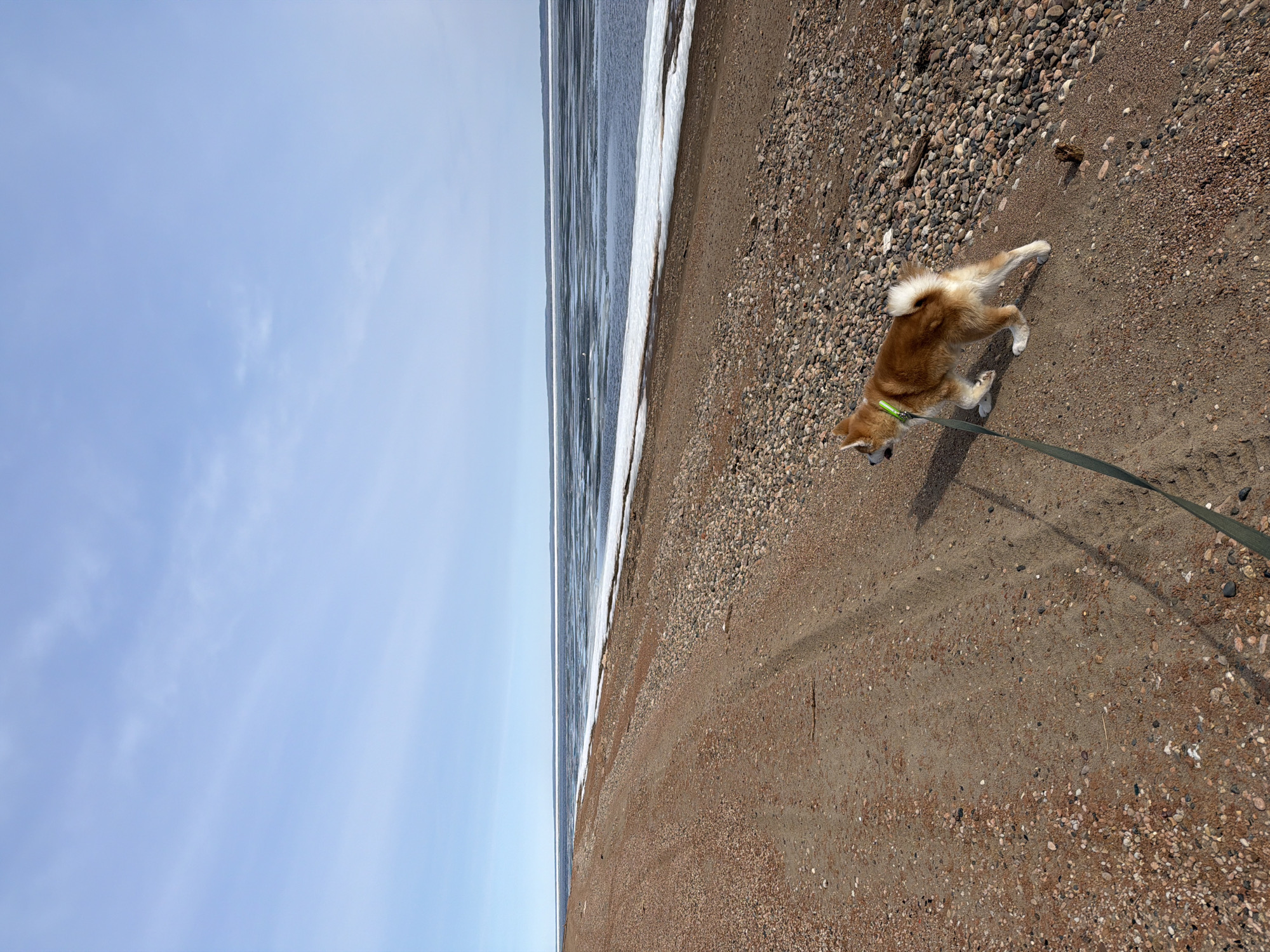 Leashed Shiba Inu spotted on Chaikovsky beach shoreline