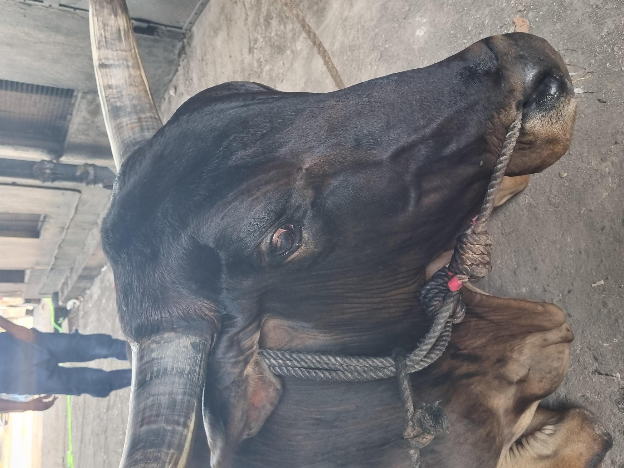 Bull with rope halter rests on concrete in Kalamassery