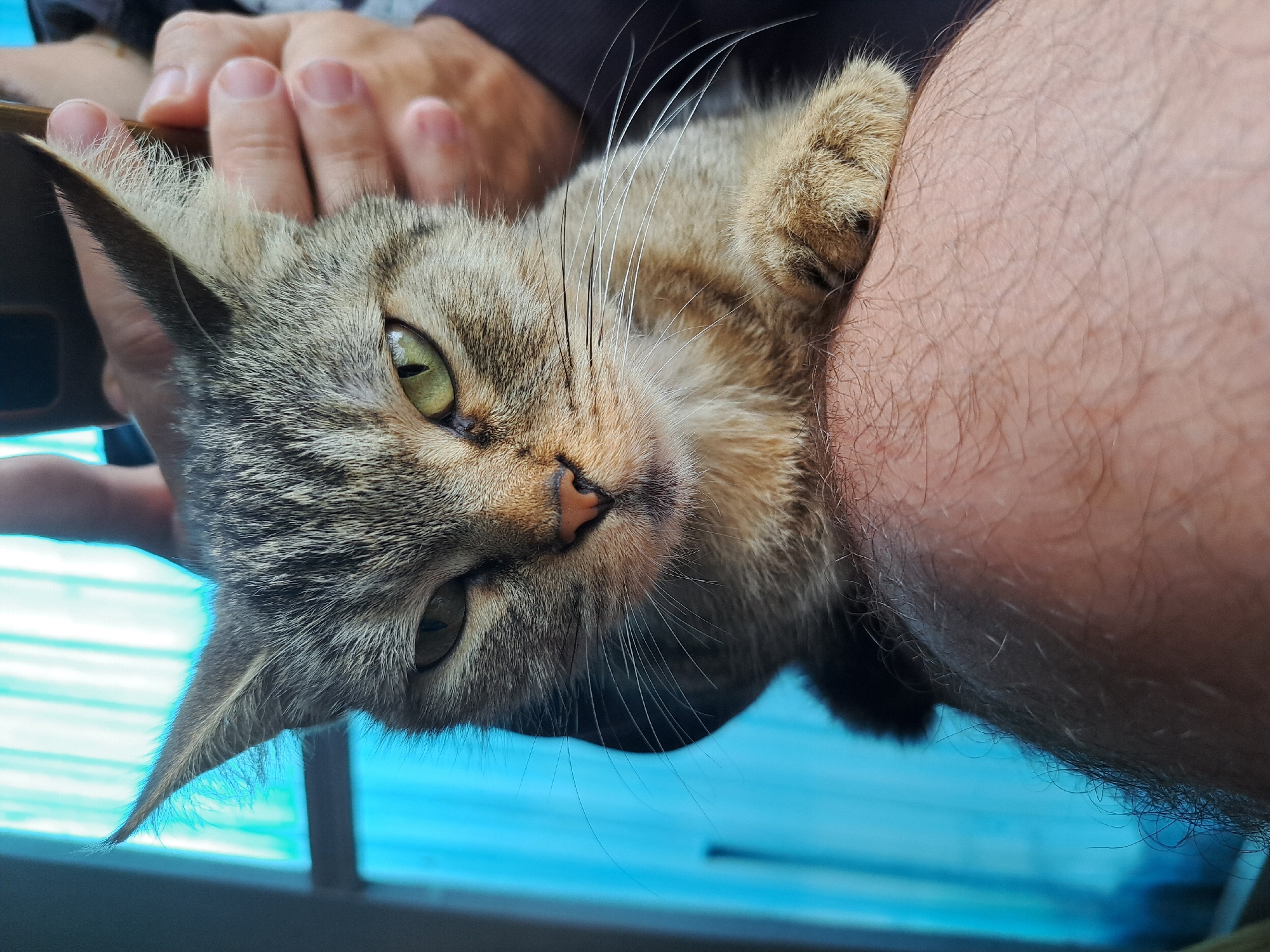Chill afternoon with a tabby cat in Vypasne, Ukraine