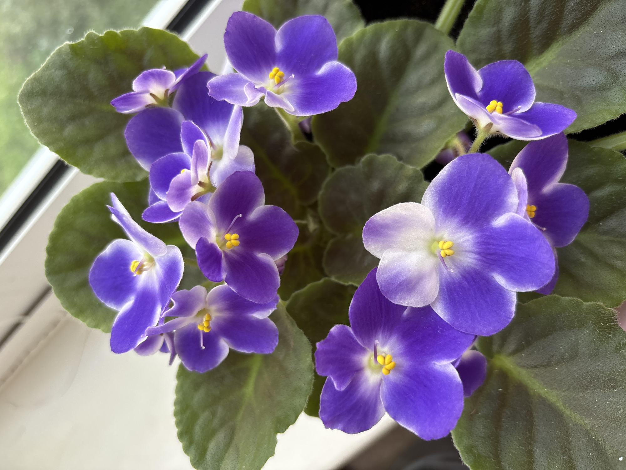 African violets in bloom, Tomsk apartment neighborhood
