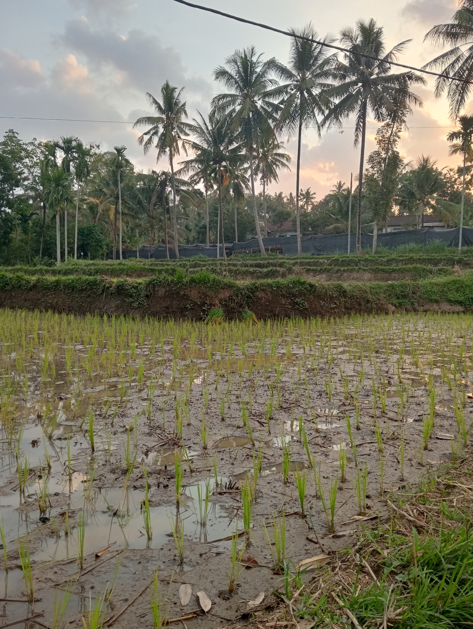 Rice paddies and home interiors in rural Desa Silo, Java