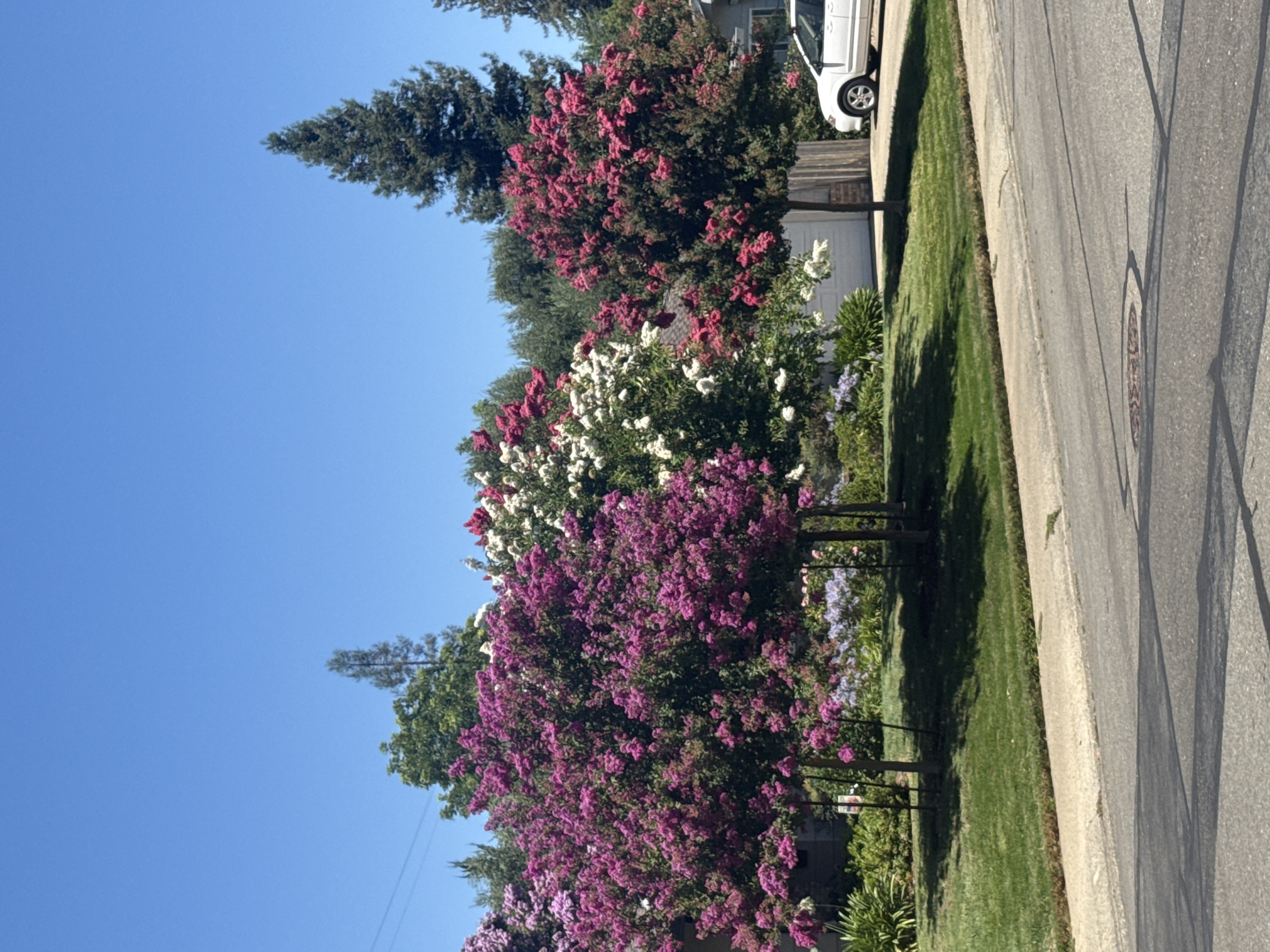 Fair Oaks neighborhood street in full summer bloom