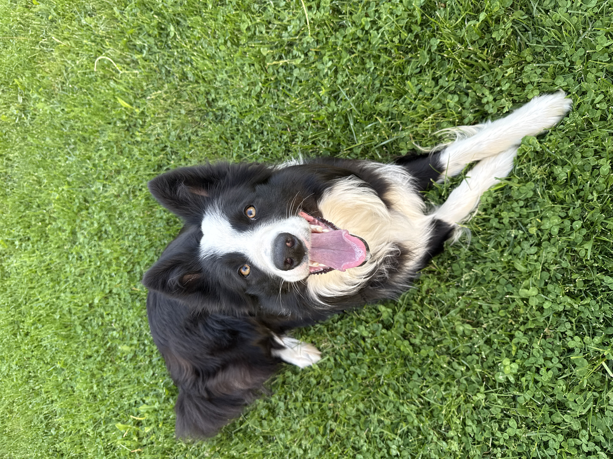 Border Collie and orange cat enjoy afternoon in Bulgarian grass