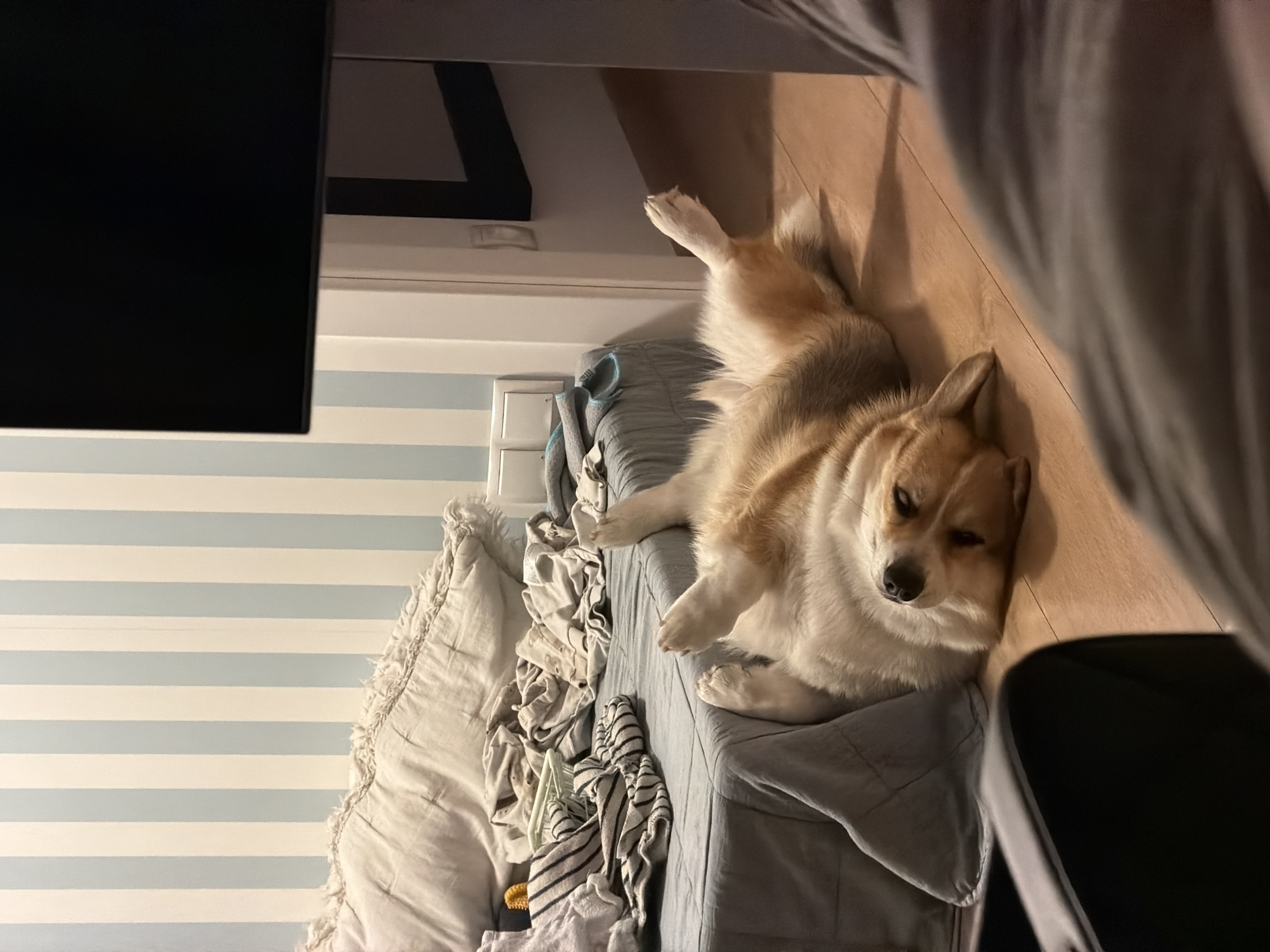 Corgi relaxes on back in bedroom in Gangloff
