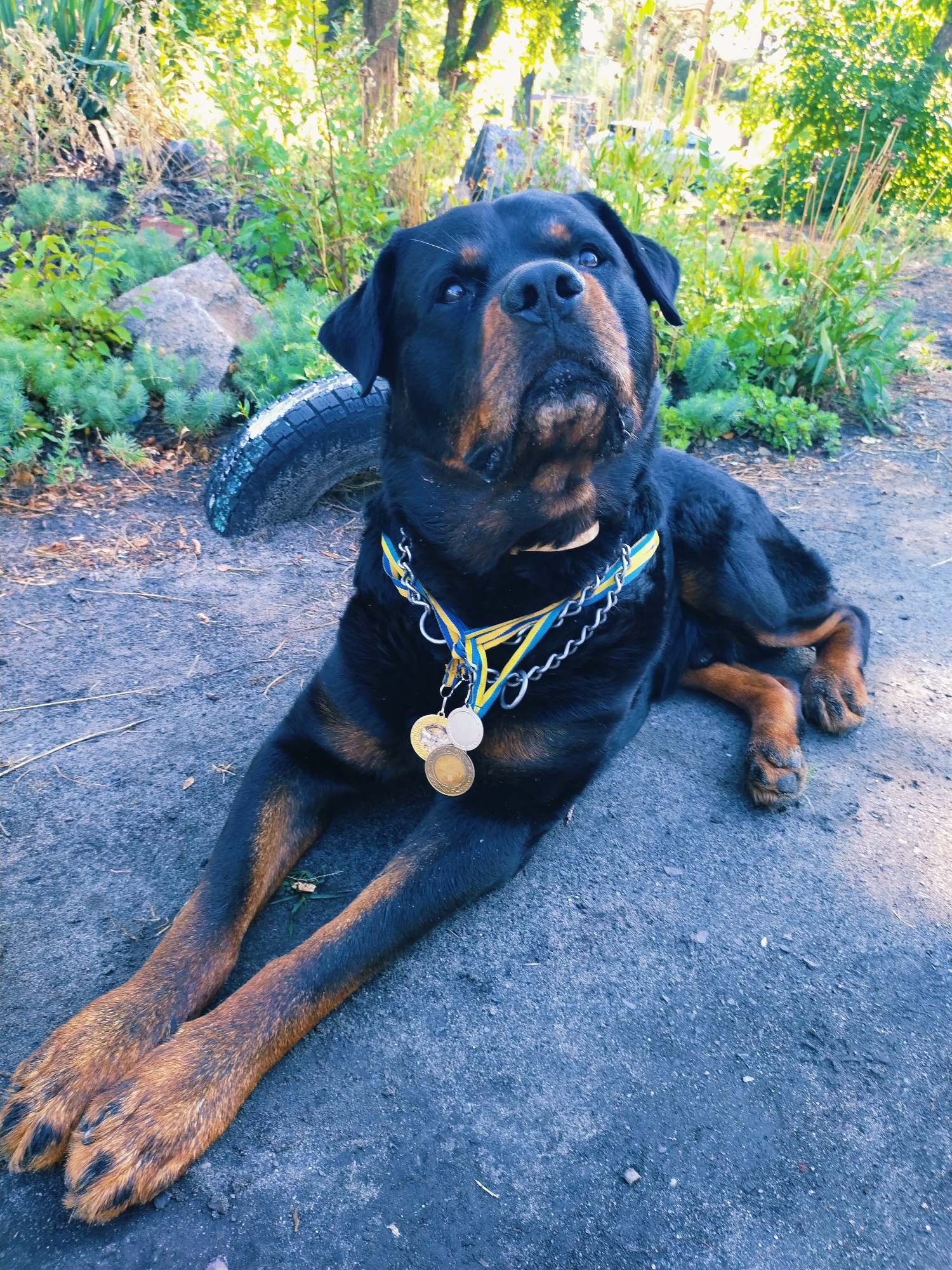 Medal-collared Rottweiler enjoys a sunny park morning in Ukraine
