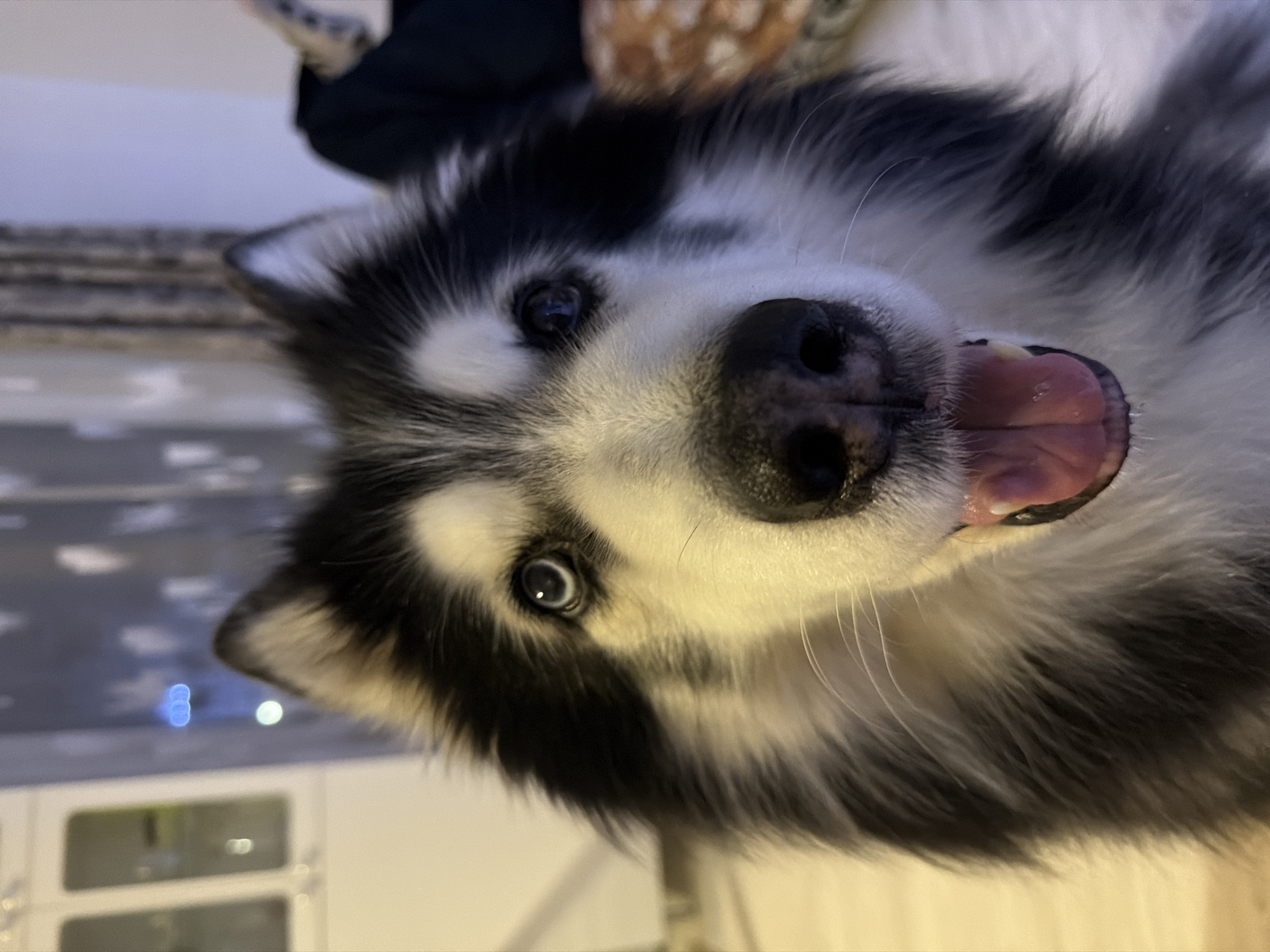 Husky enjoys belly rub playtime in Koshelevichi home