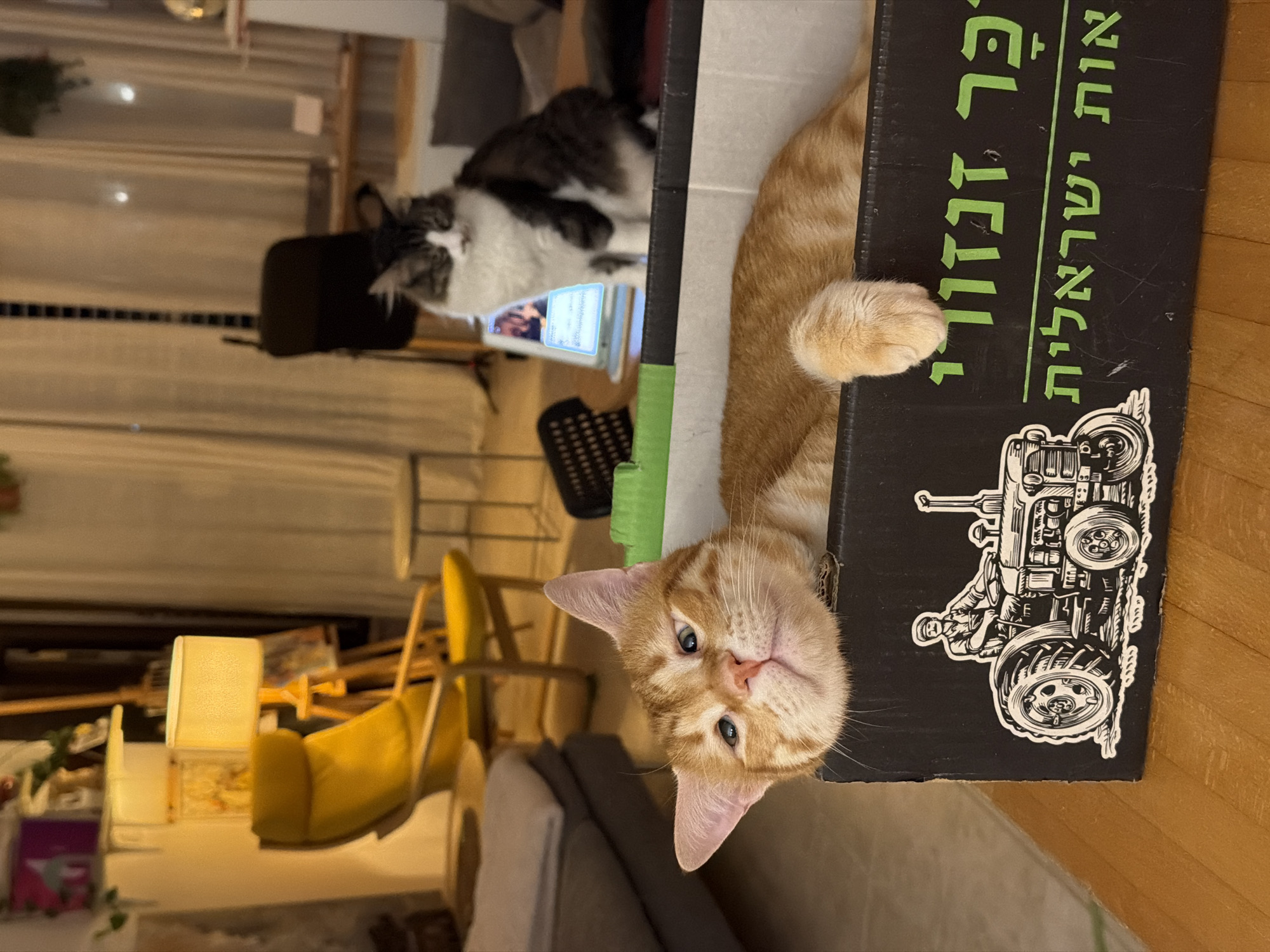 Domestic cats observed in indoor settings across Bat Yam