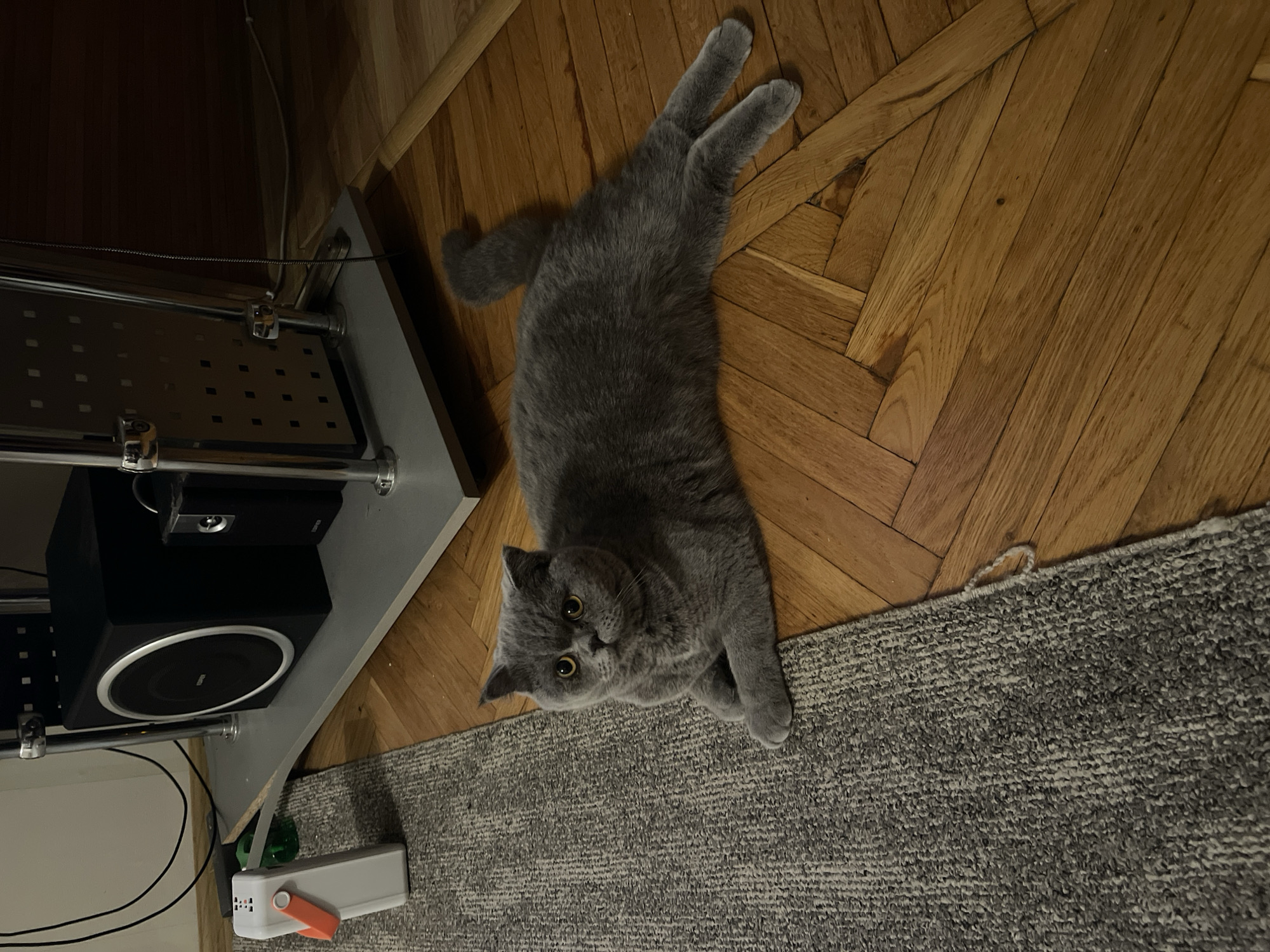 Cats, garden flowers, and quiet home life in Odesa