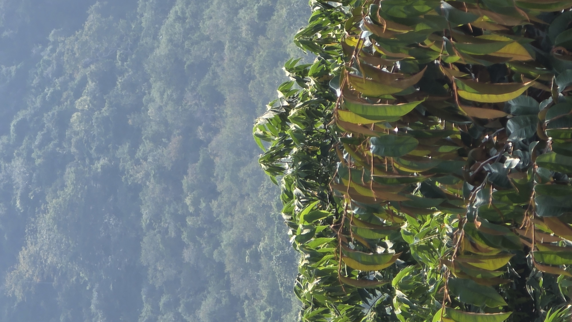 Dense foliage captured at Vietnam heritage area overnight
