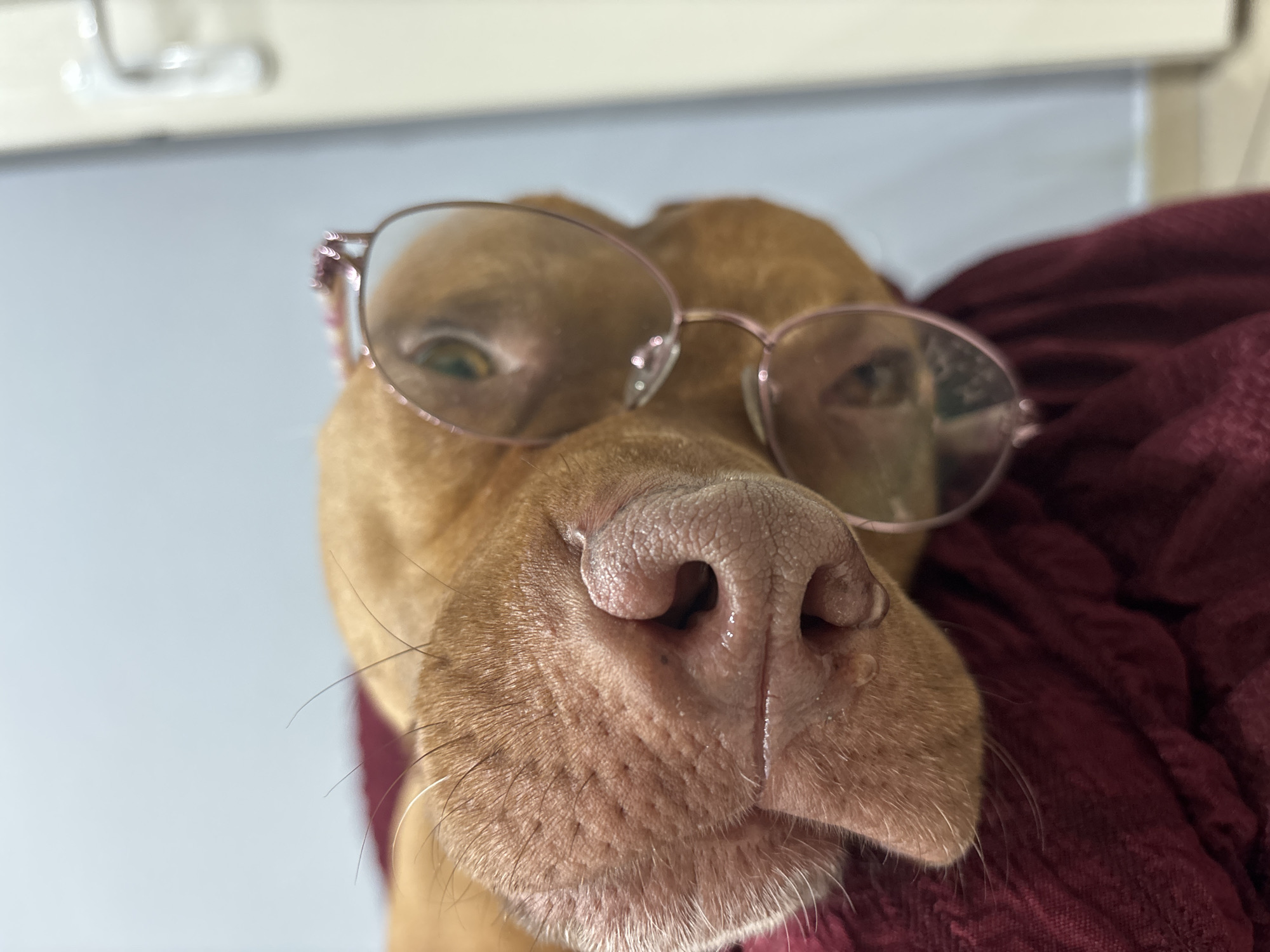 Dog wearing glasses photographed multiple times in Sofia