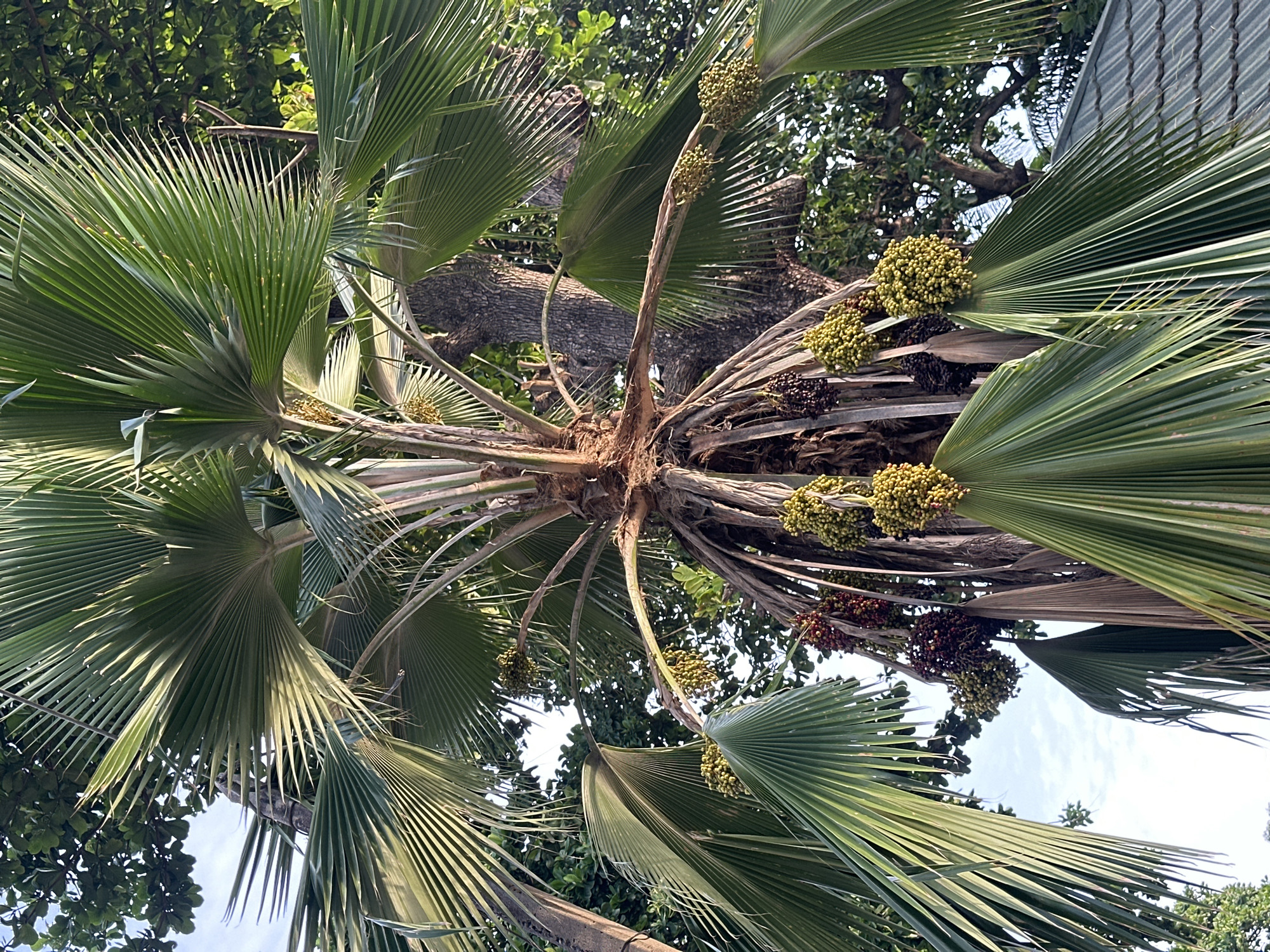 Morning street scenes documented in residential Lagos neighborhood