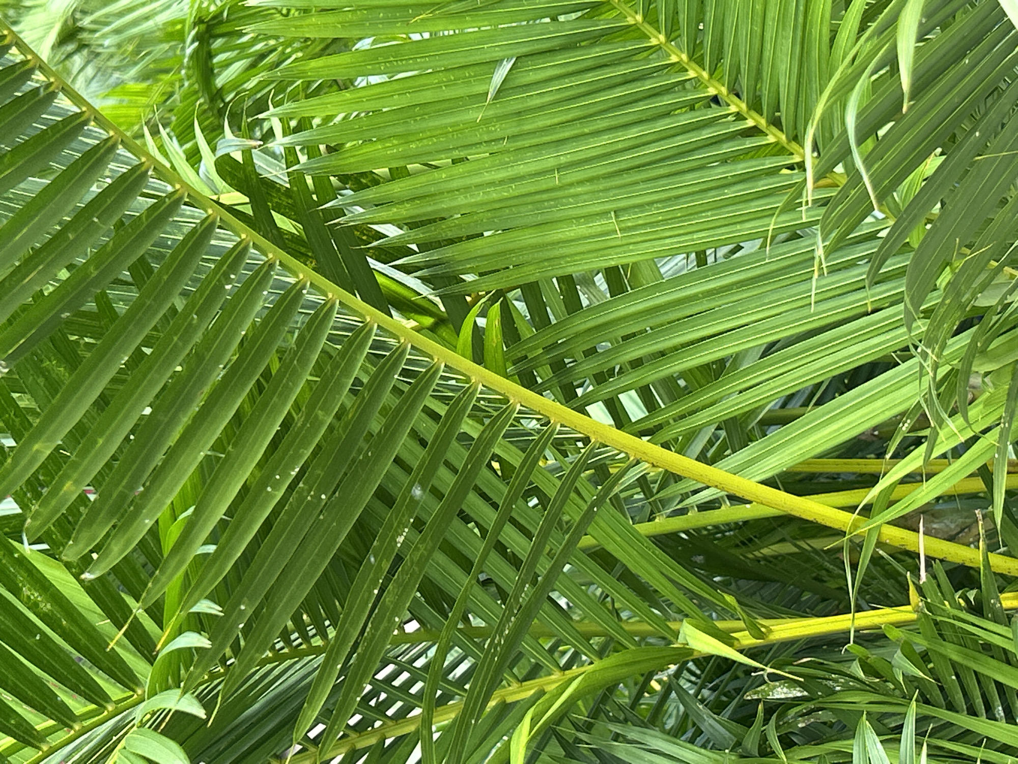 Real and artificial greenery side by side in Nha Trang