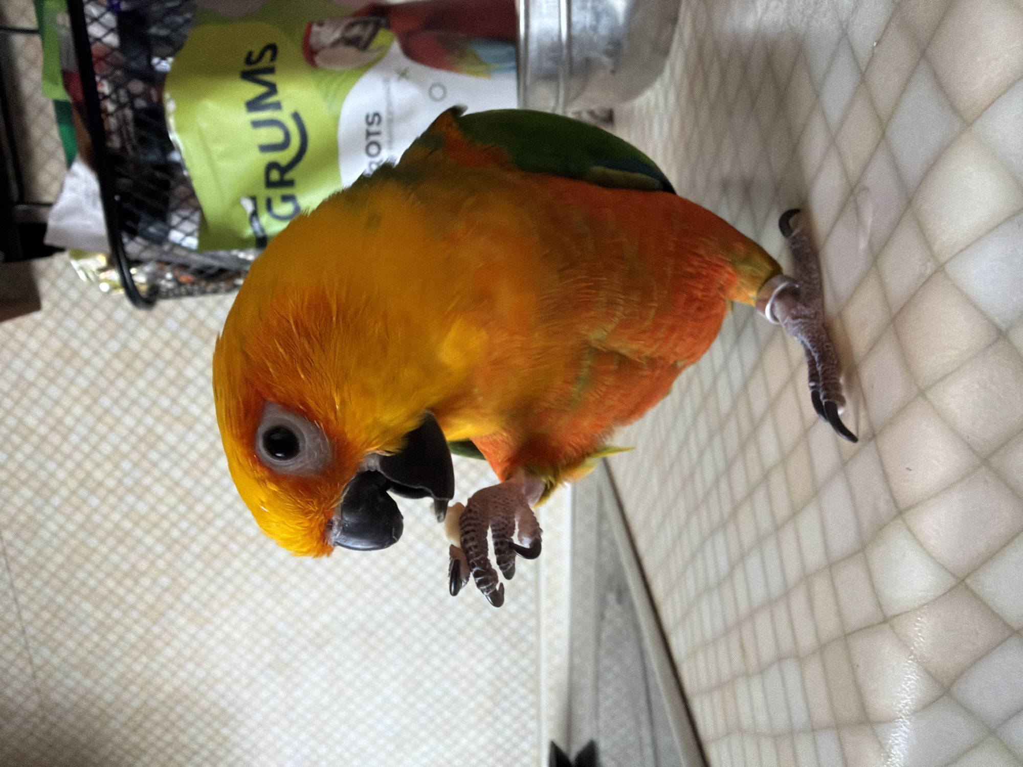 Morning domestic life with pet parrot and child in Khimki