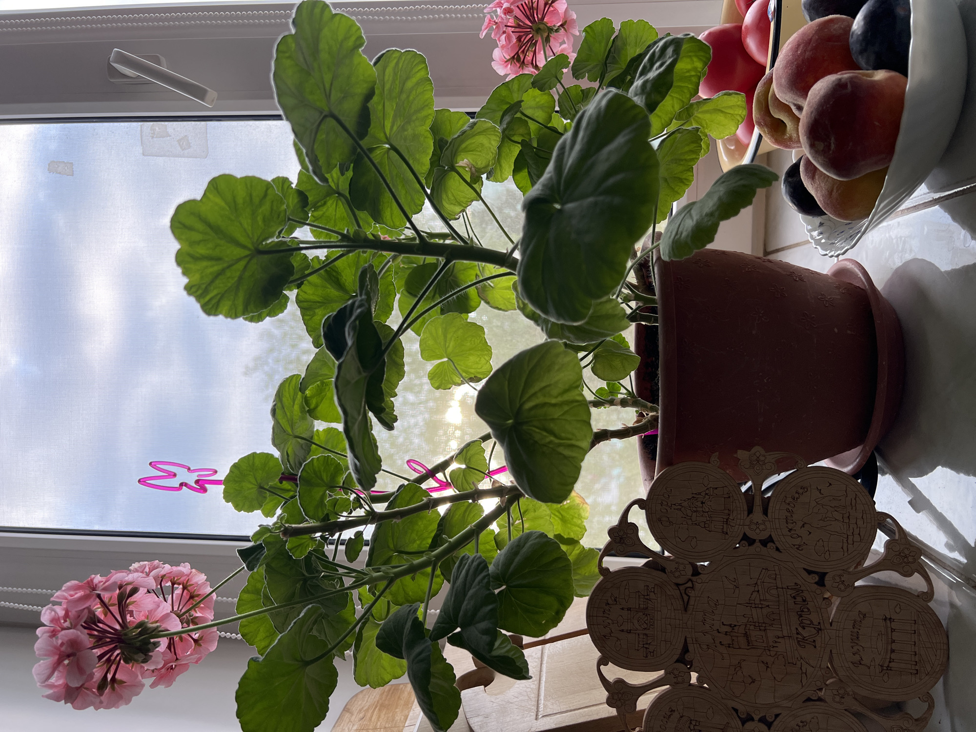 Morning domestic scenes captured in Ufa: geraniums, pigeons feeding