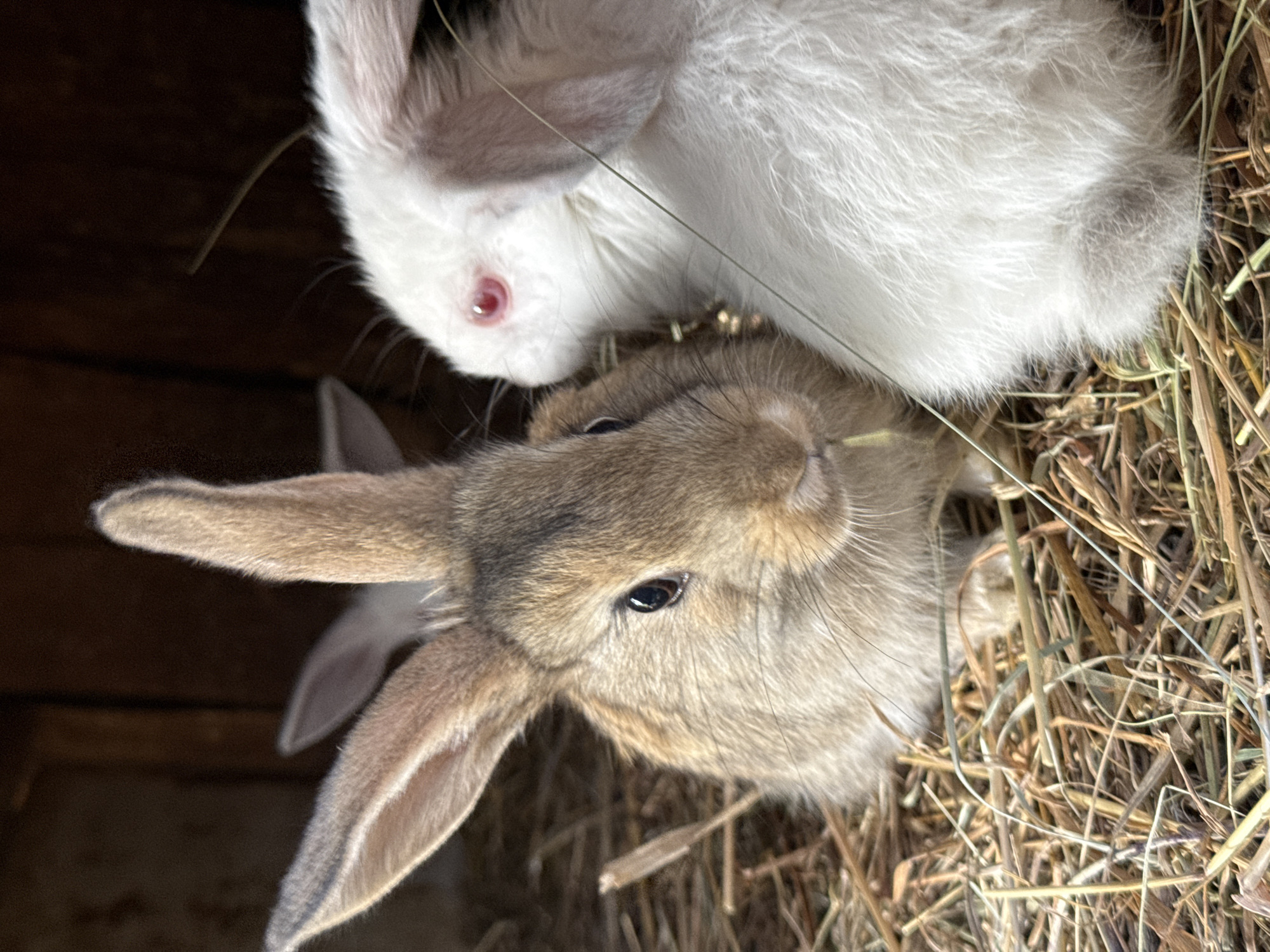 Woman handles rabbits in wooden enclosures in Ольховка, Russia