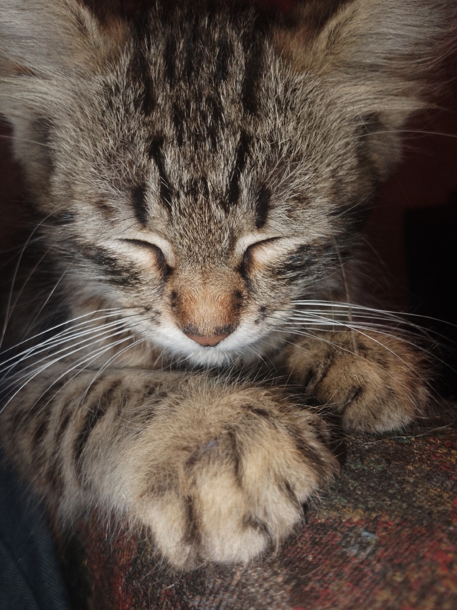 Tabby kitten in various states of rest and curiosity