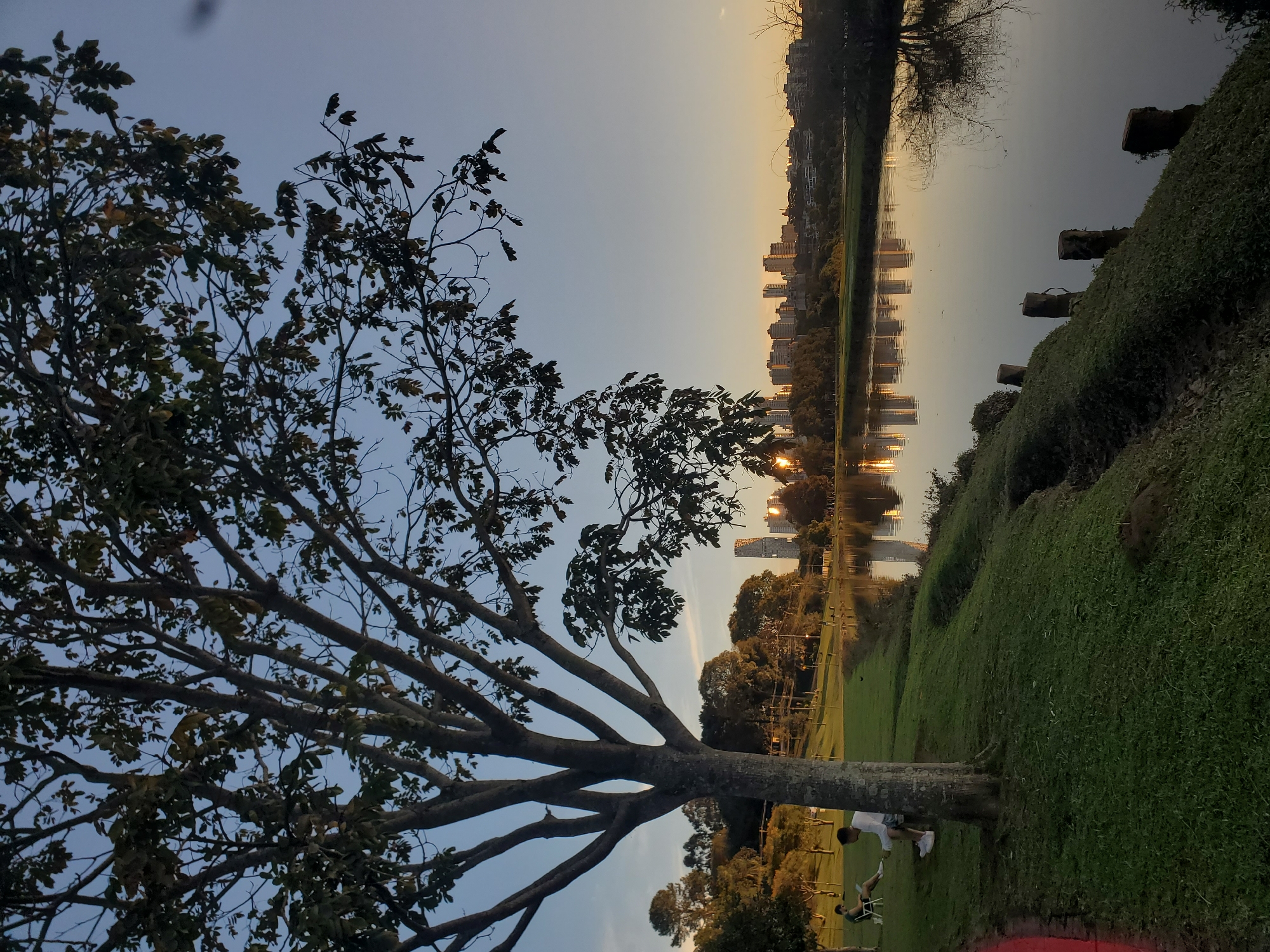 Capybaras at rest beside Curitiba's Barigui lake at sunset