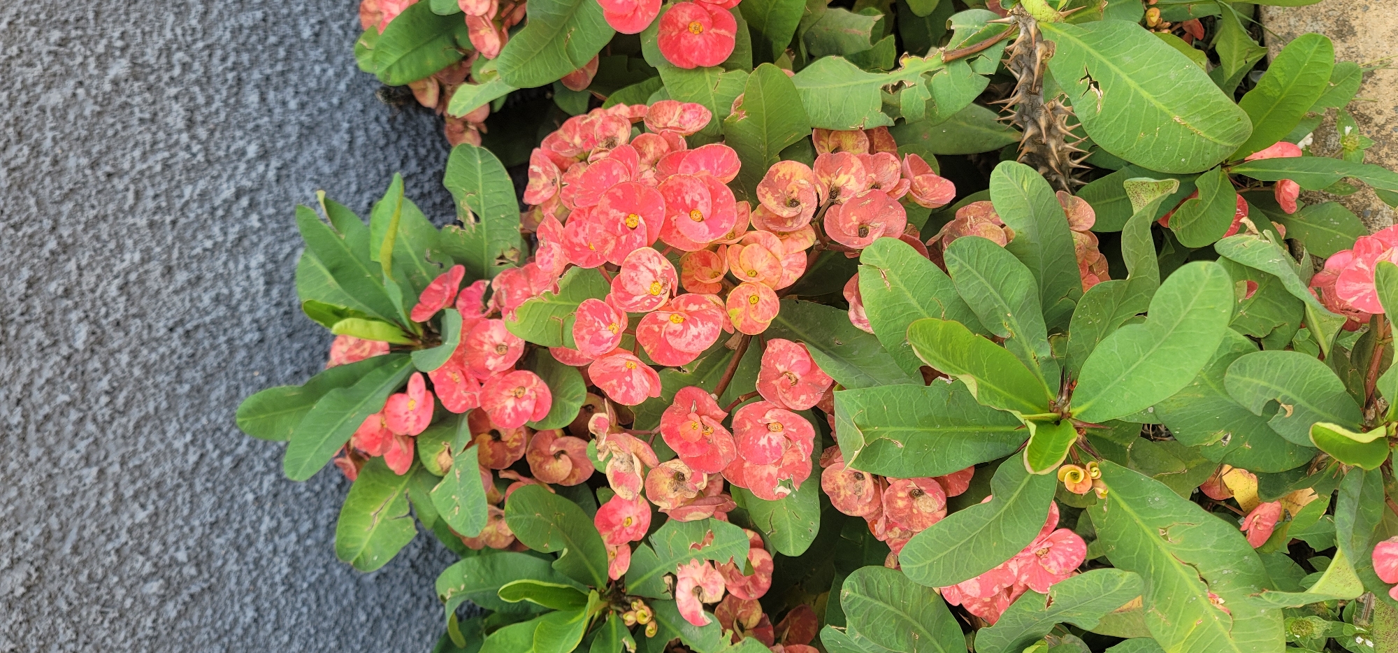 Garden flowers documented in Jos, Nigeria