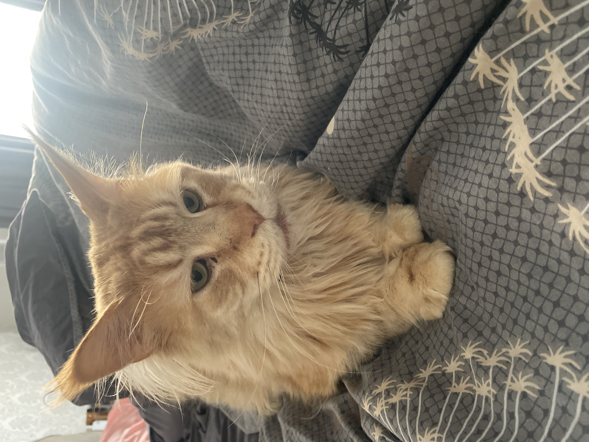 Morning domestic moments: cat and peonies in Ukrainian home