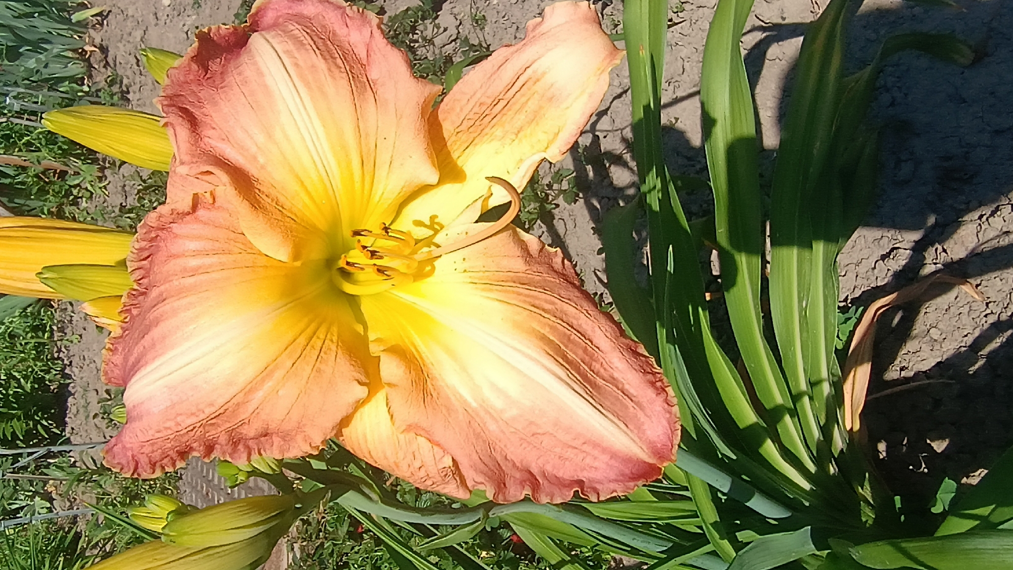 Home garden snapshot: cacti, blooms, dogs, and backyard life