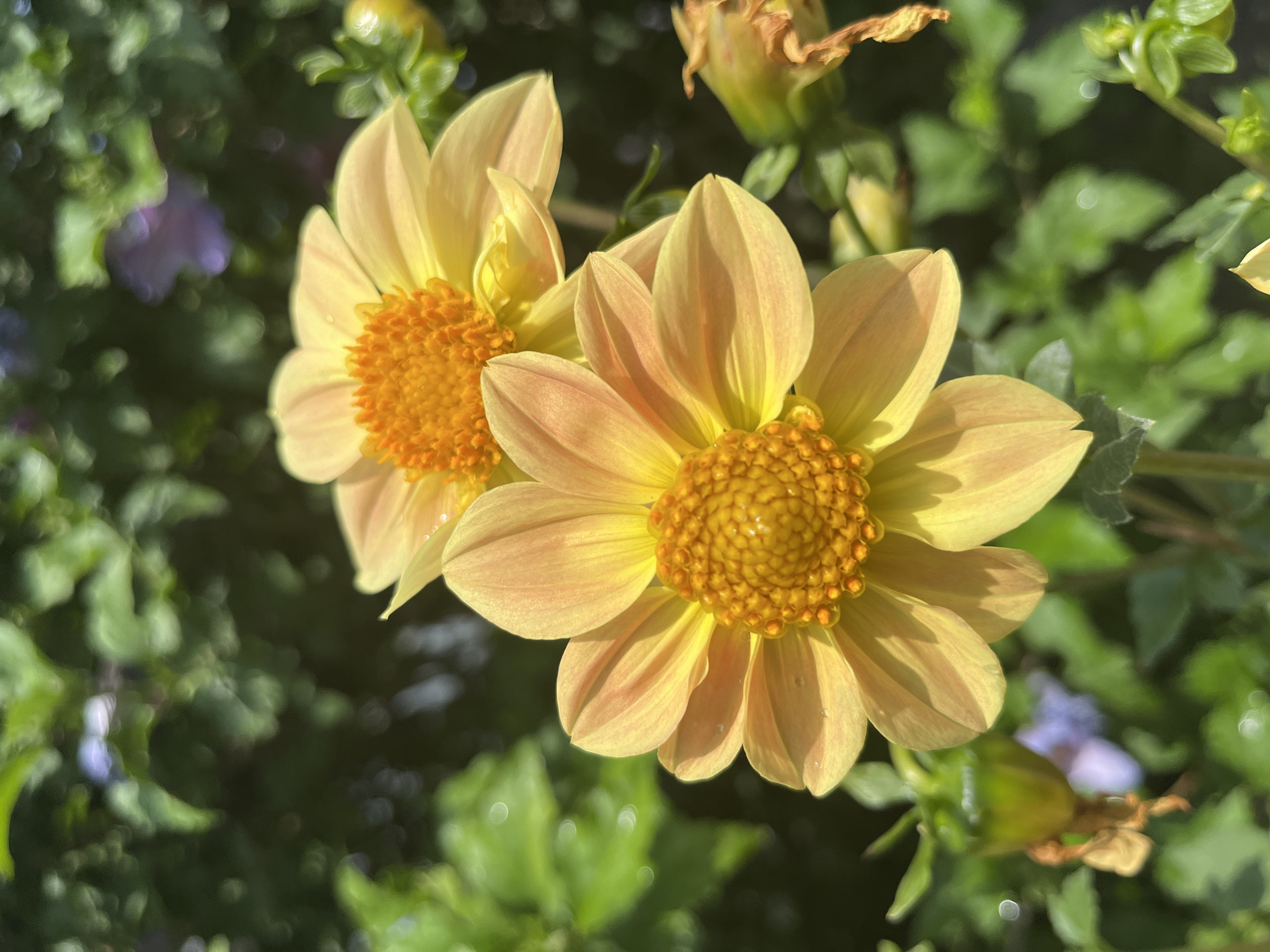Morning garden flowers and plants in Shymkent